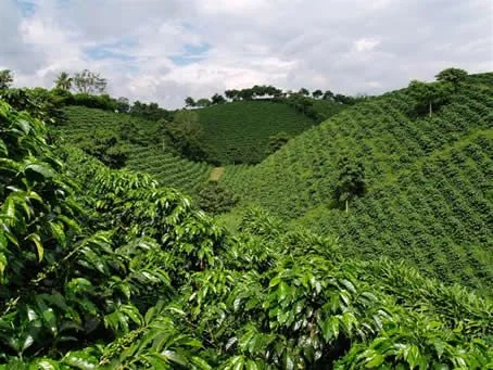 3e566f97aaa9ddf9de4f0b275be25106--colombian-coffee-coffee-beans.jpg