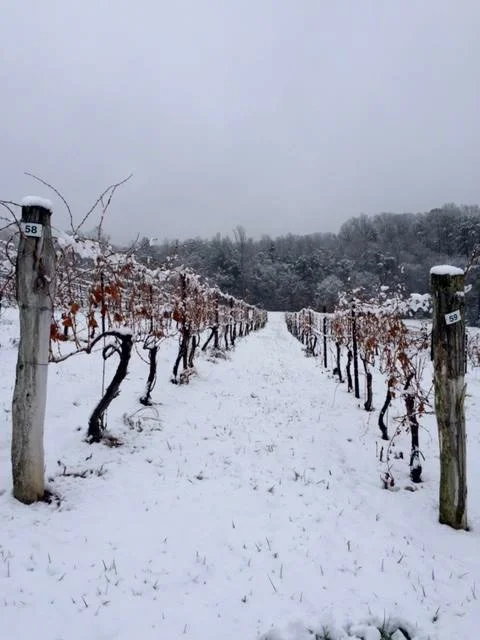 ECV snow vines 2018.jpg