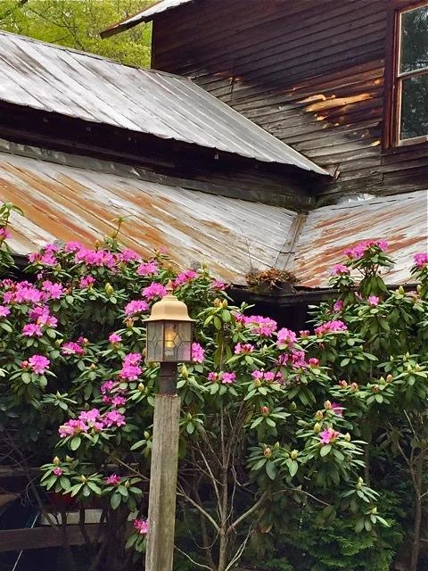 spring mill house rhododendron.jpg