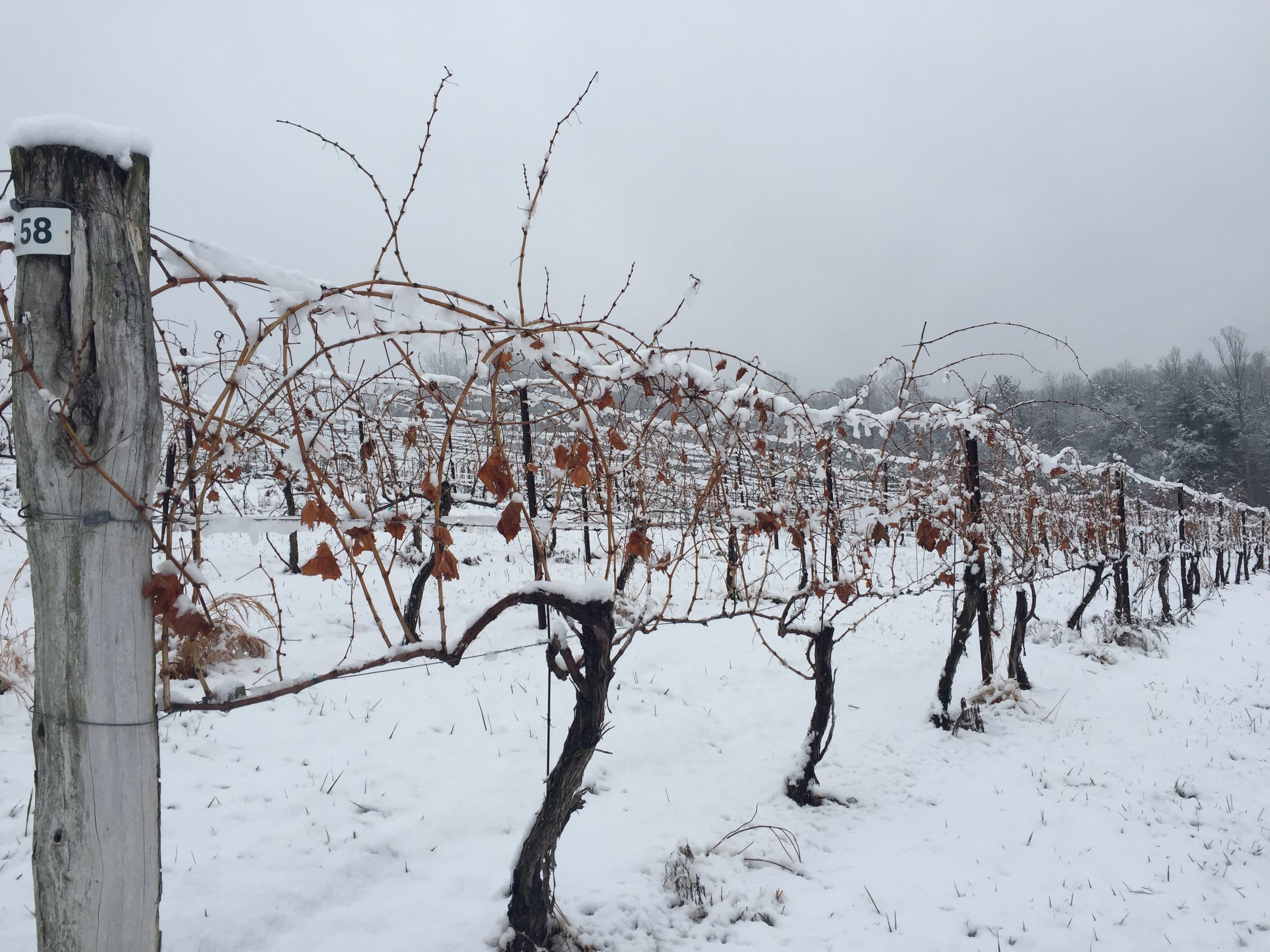 Vines in the snow