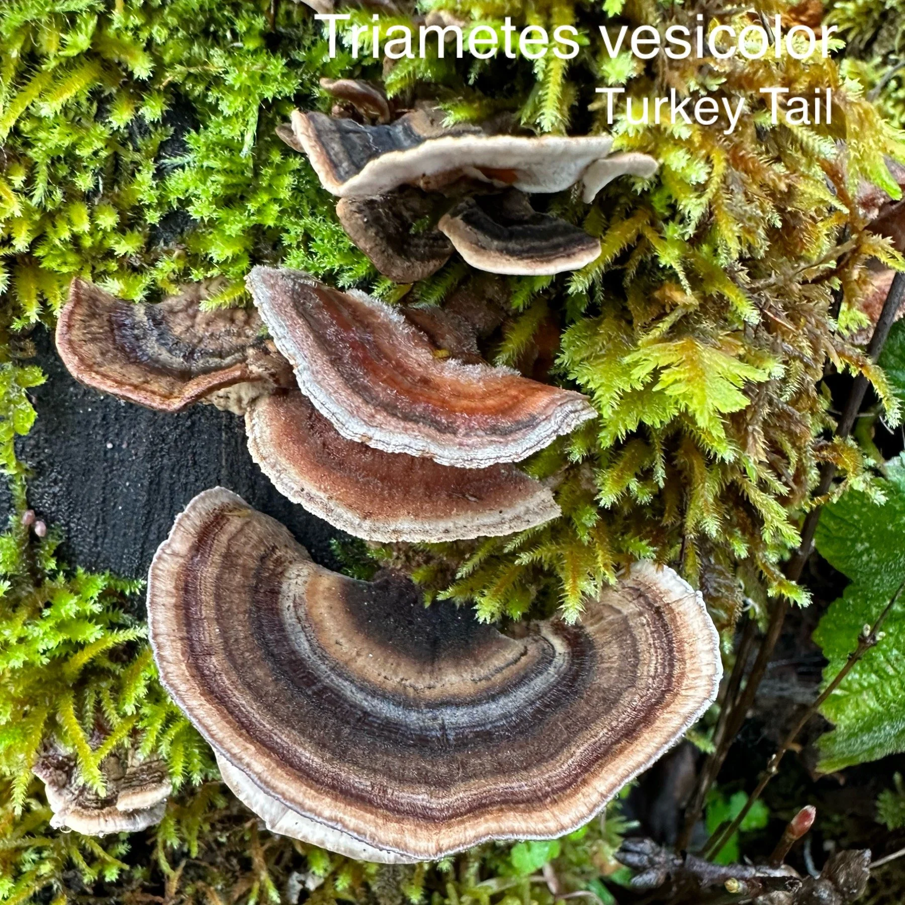 Turkey Tail.JPG