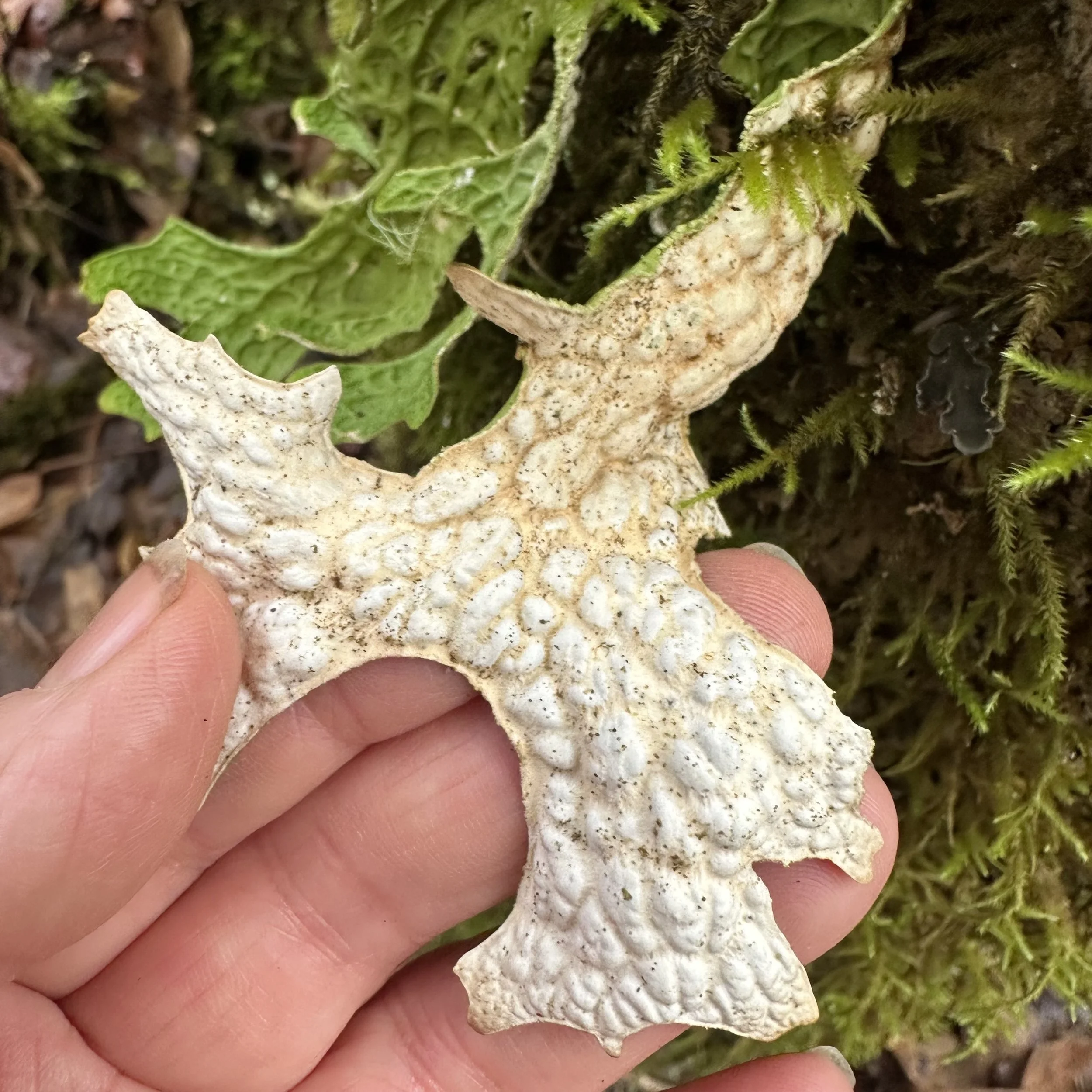 Lungwort 2026 underside.jpg