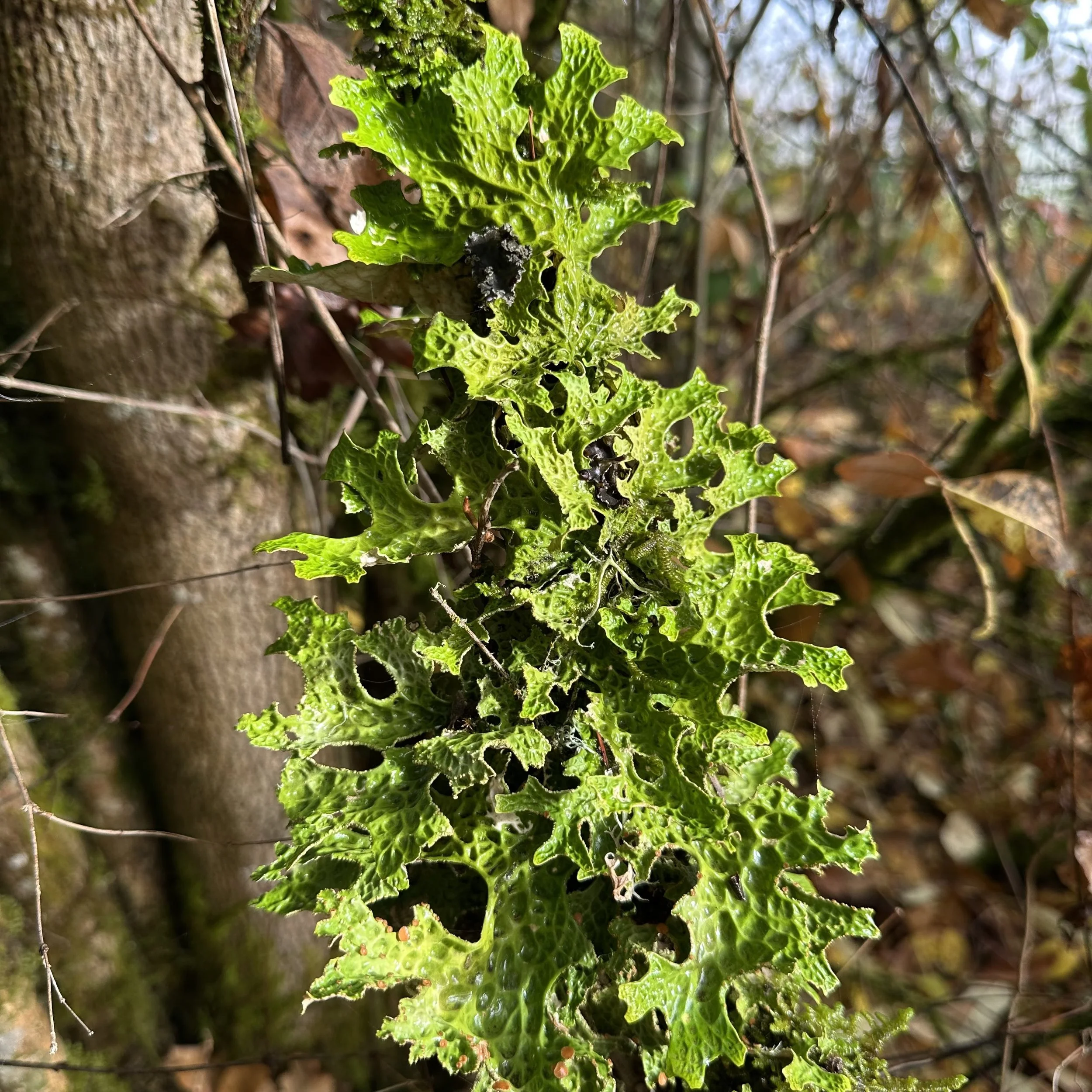 Lungwort Lichen 2025.jpg