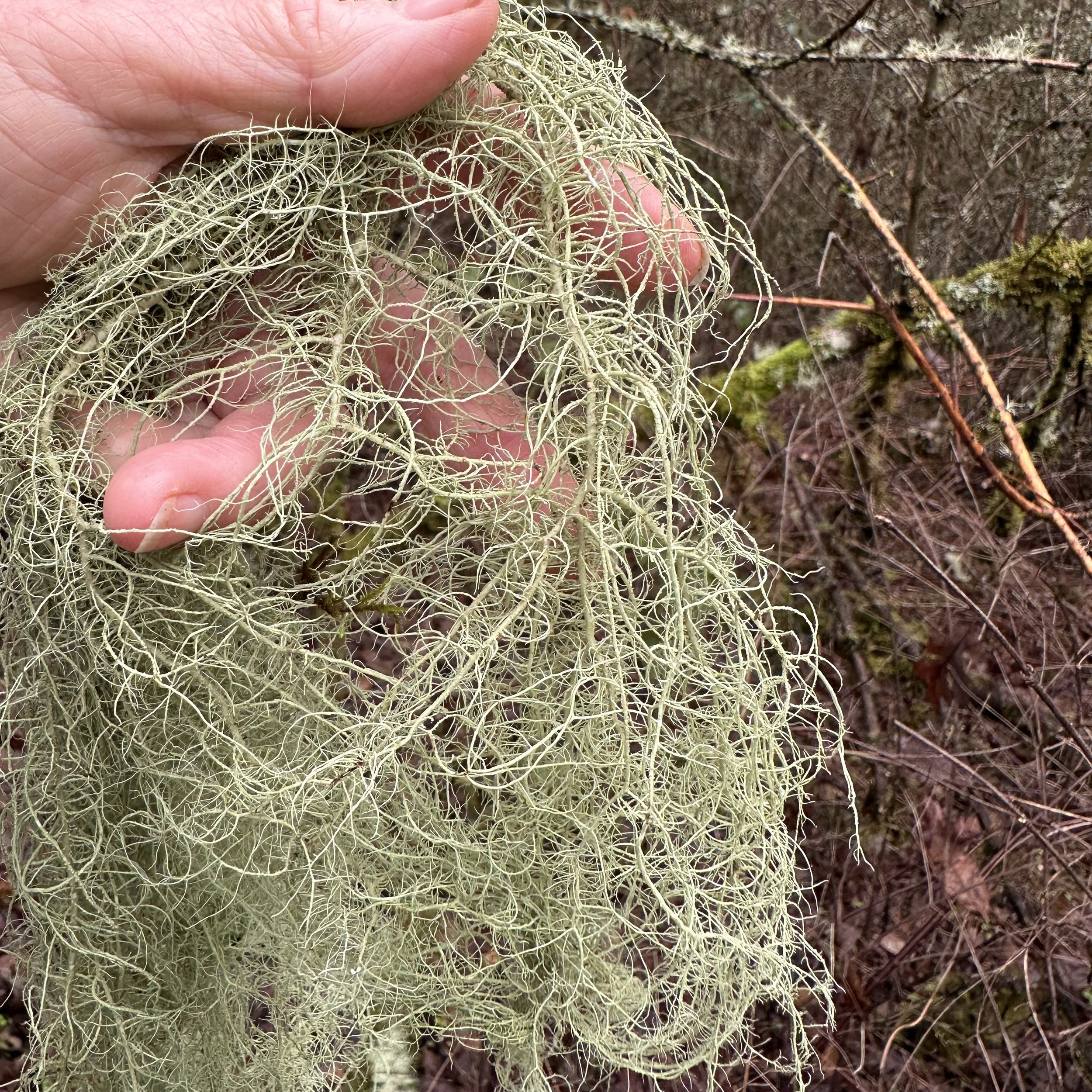 Usnea strands.jpg