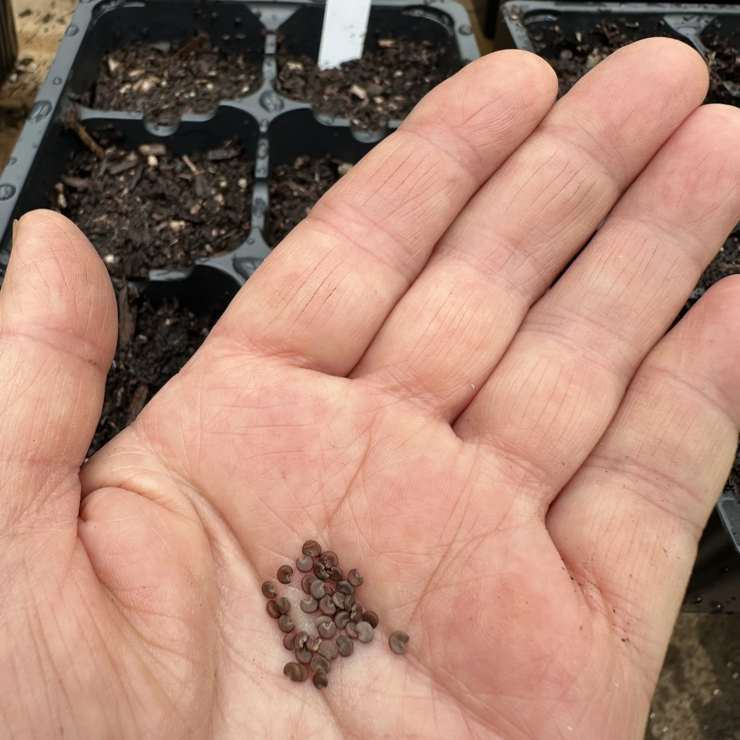 handful of seed.jpg