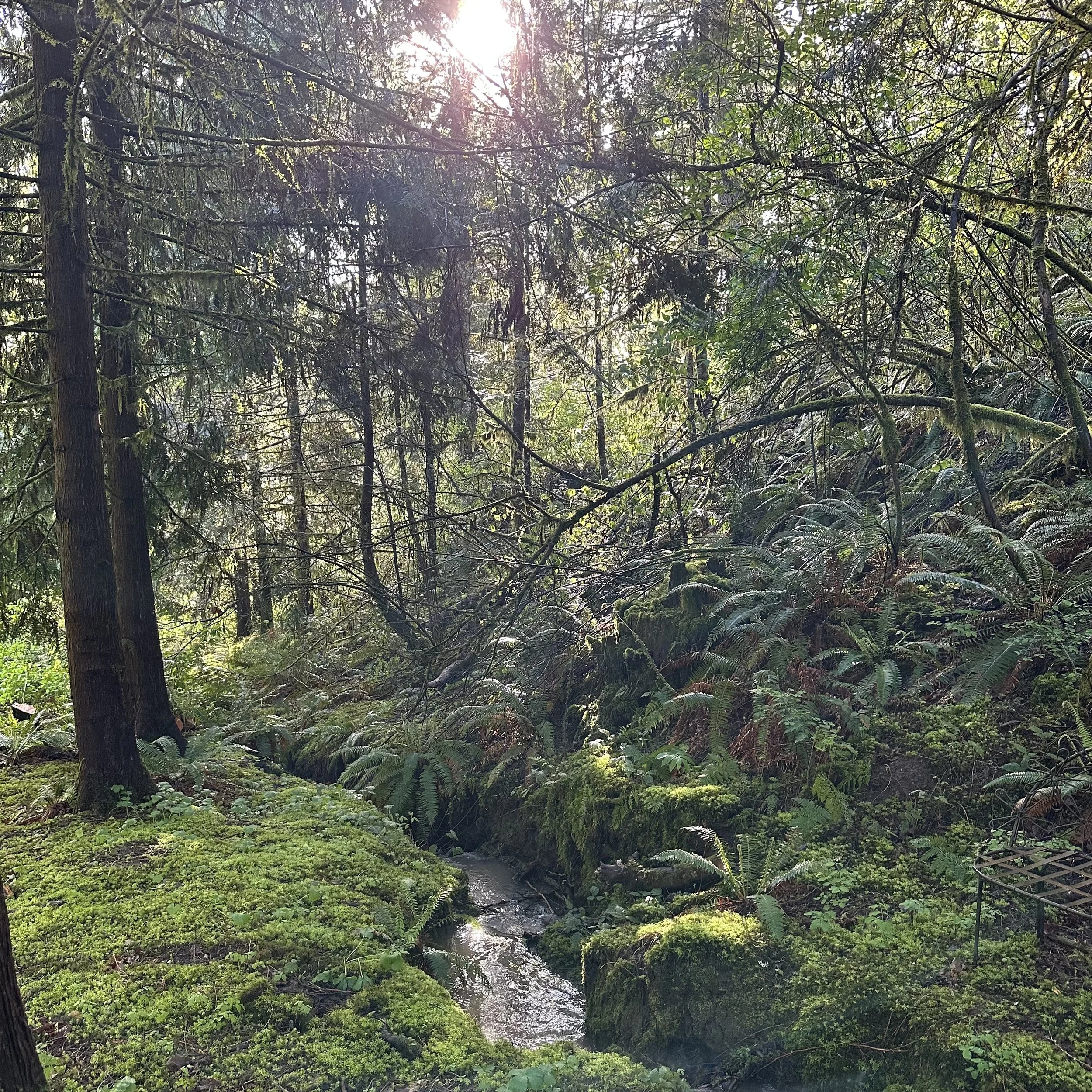 Creek Scene.jpg
