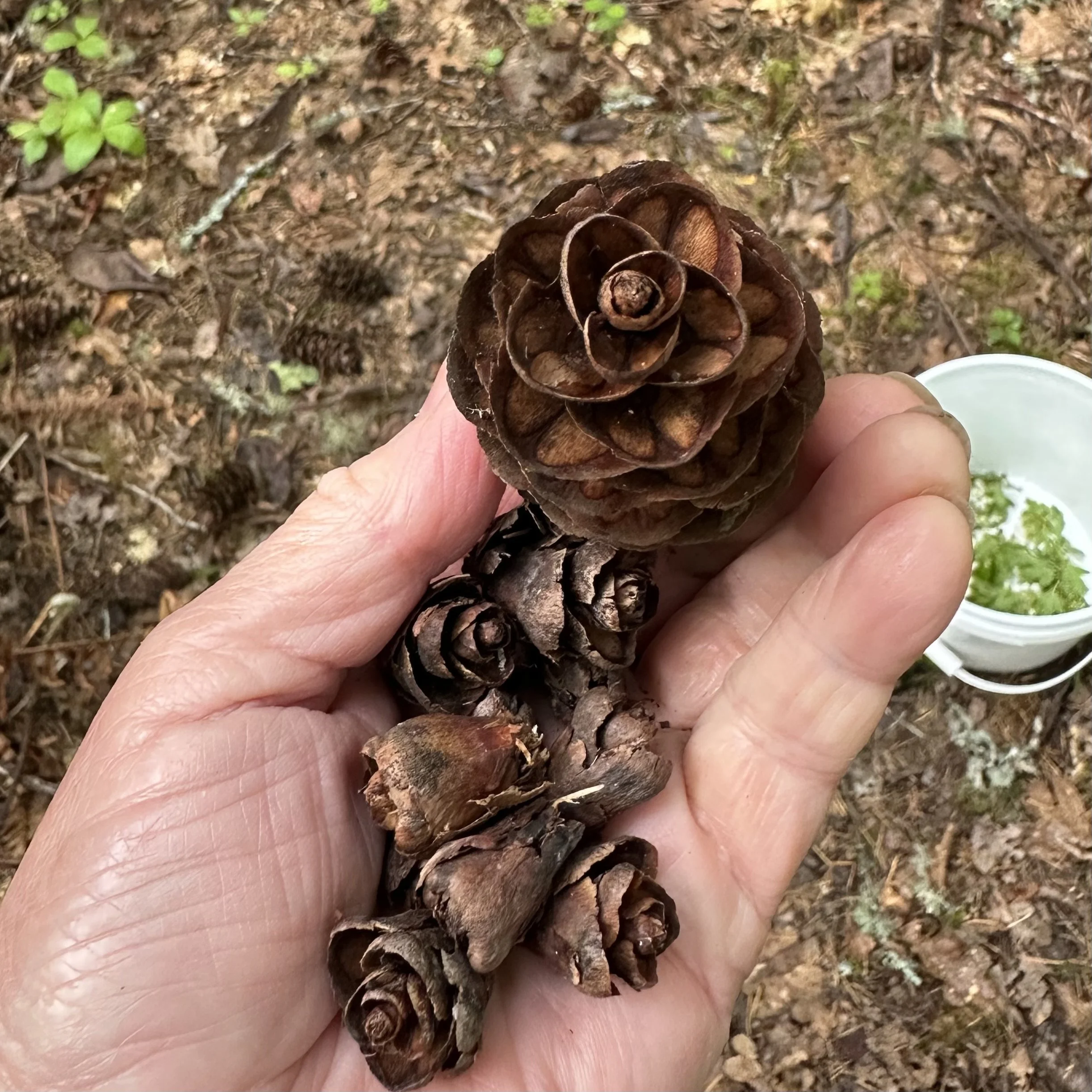 Gathering Cones.jpg
