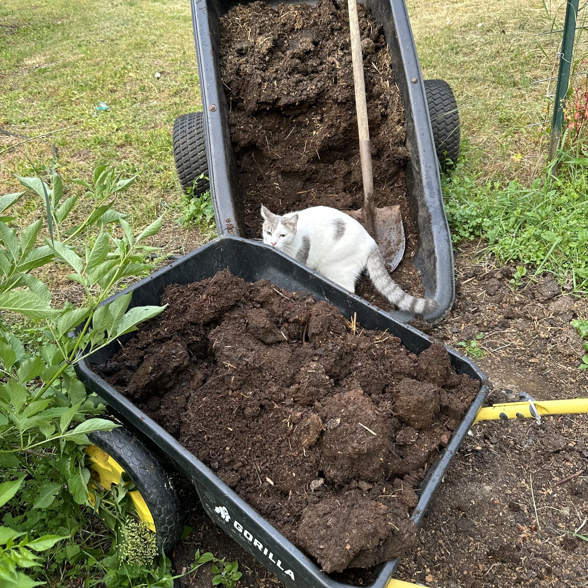 Compost for June Blog.jpg