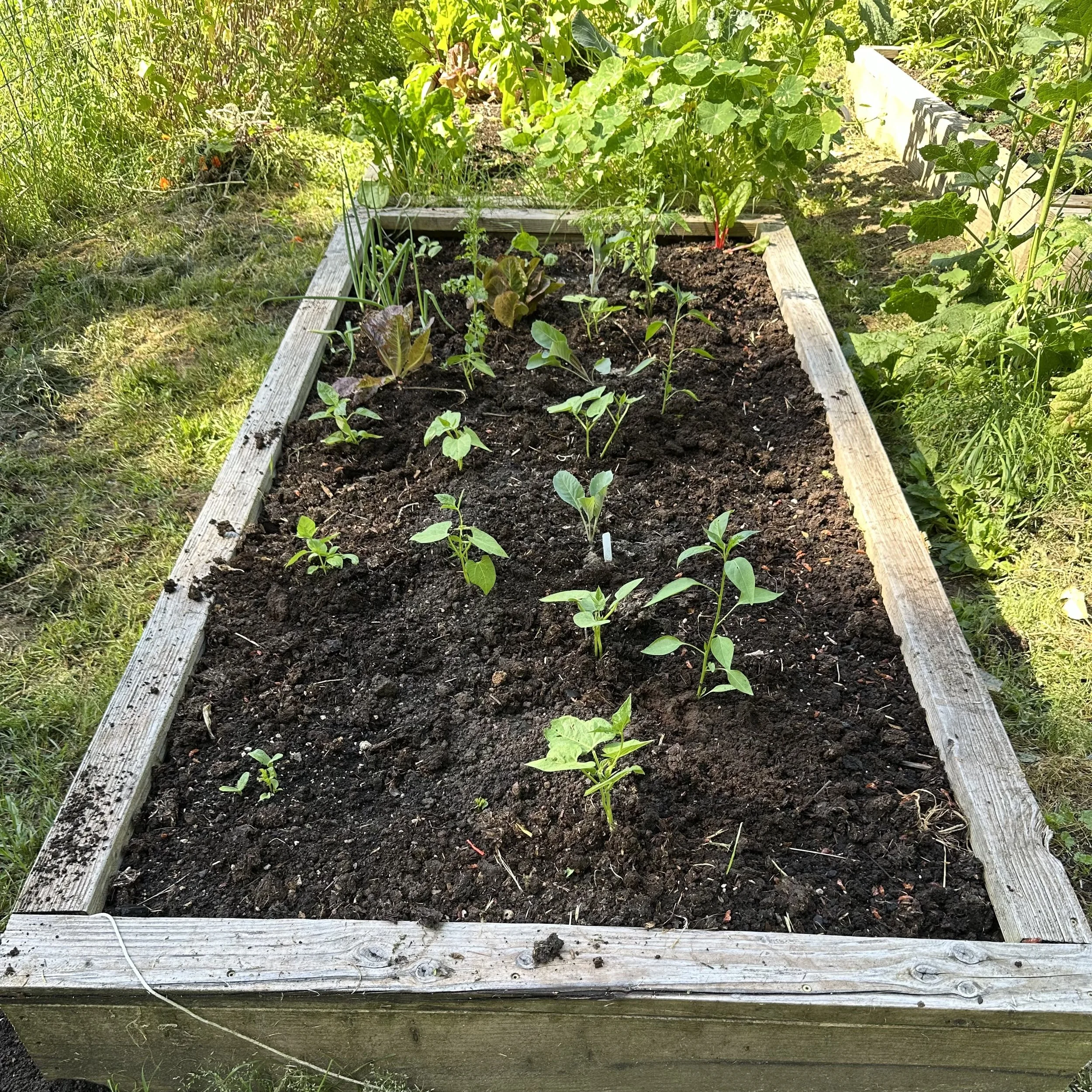 New Garden Bed for June Blog.jpg
