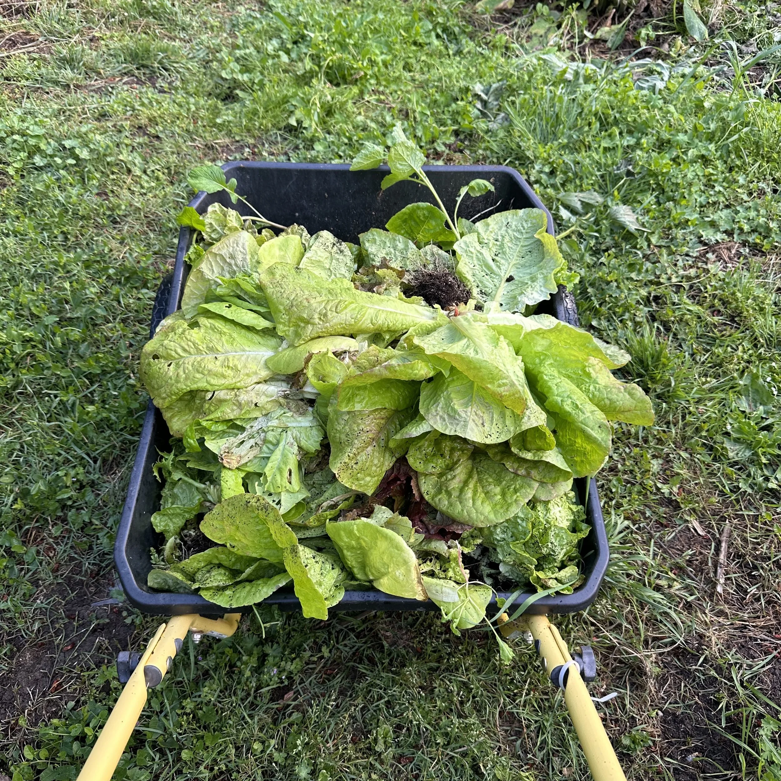Lettuce ready for the Chickens.jpg