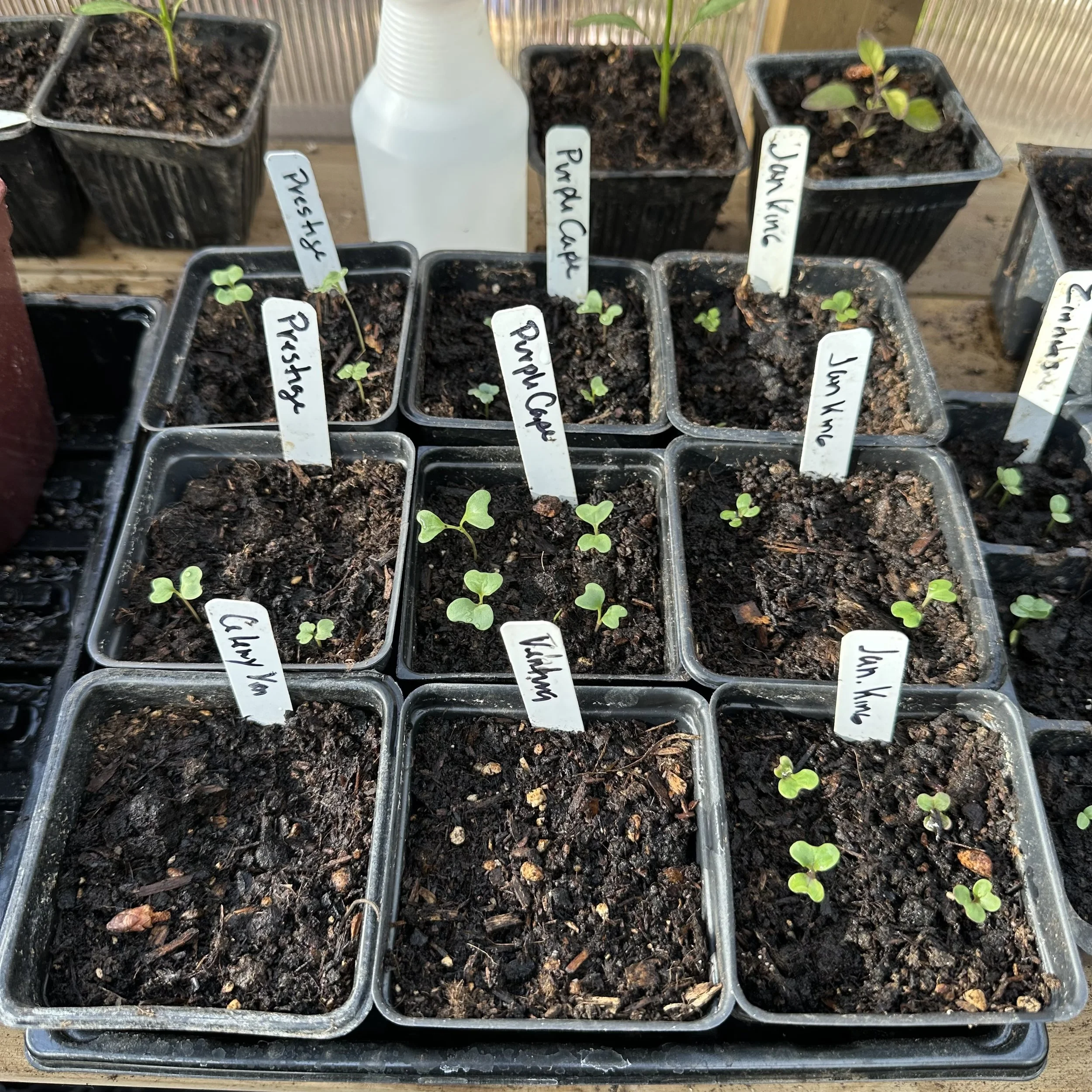Seeds for June Blog.jpg