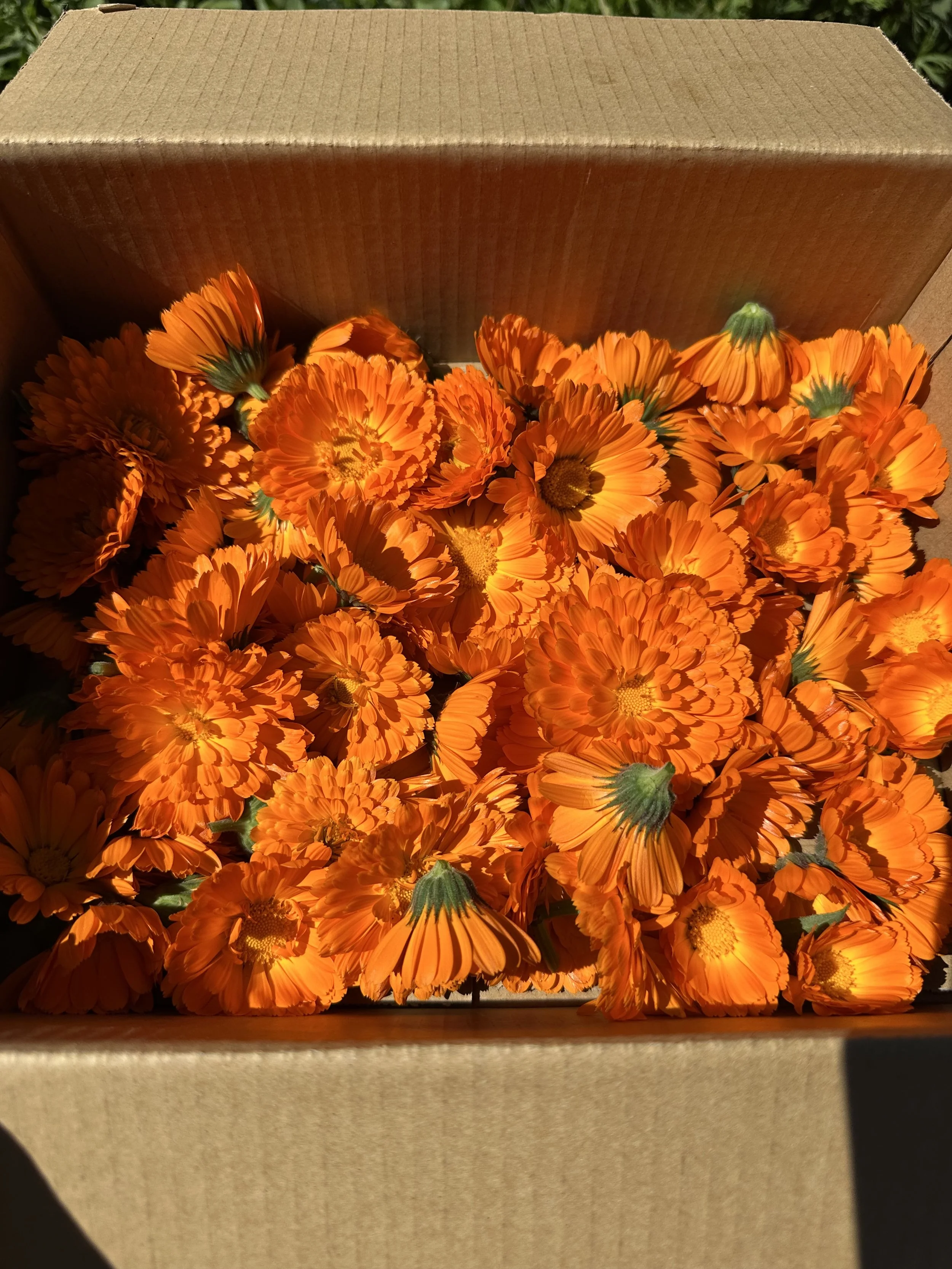 Calendula flowers for June Blog.jpg