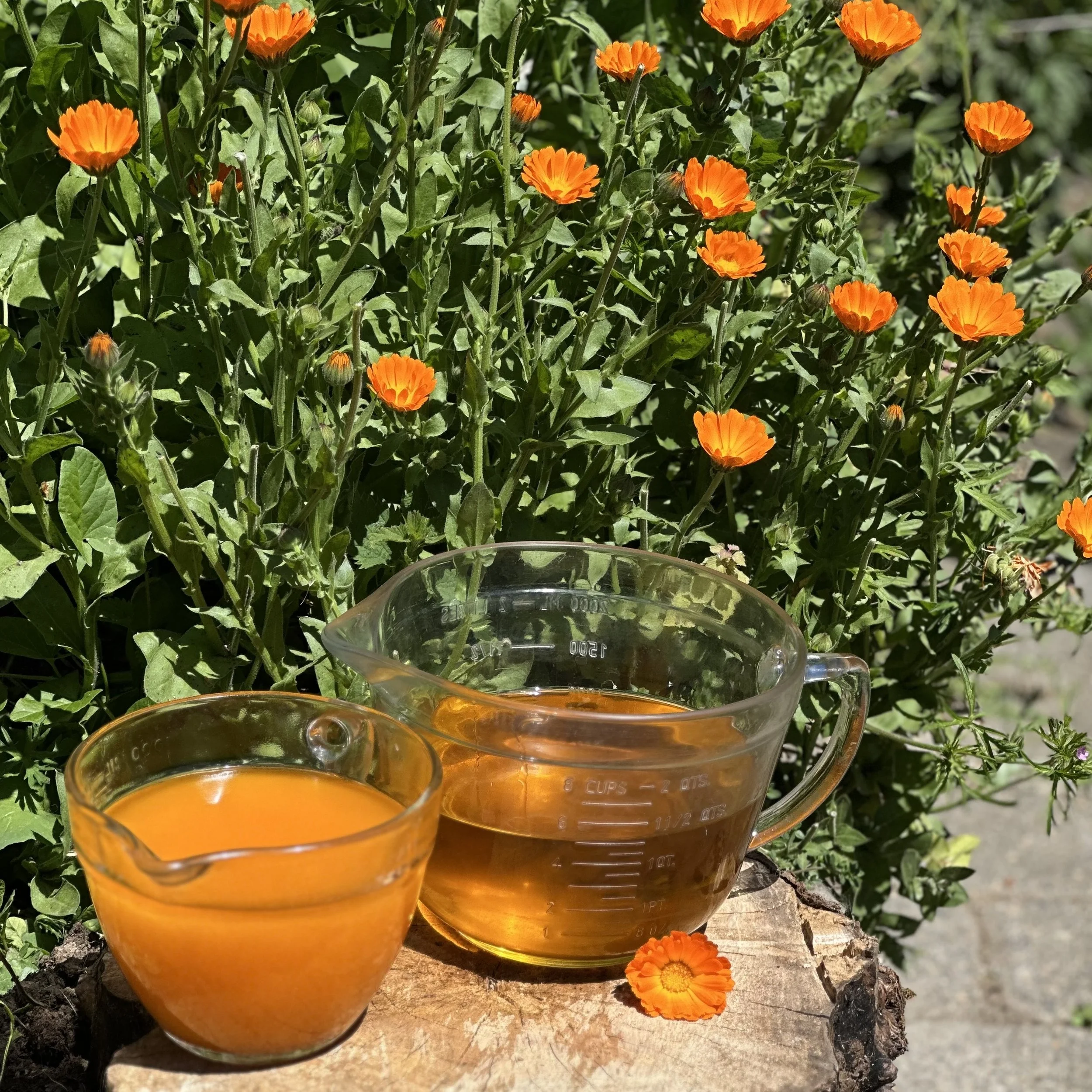 Calendula Oils for June Blog.jpg