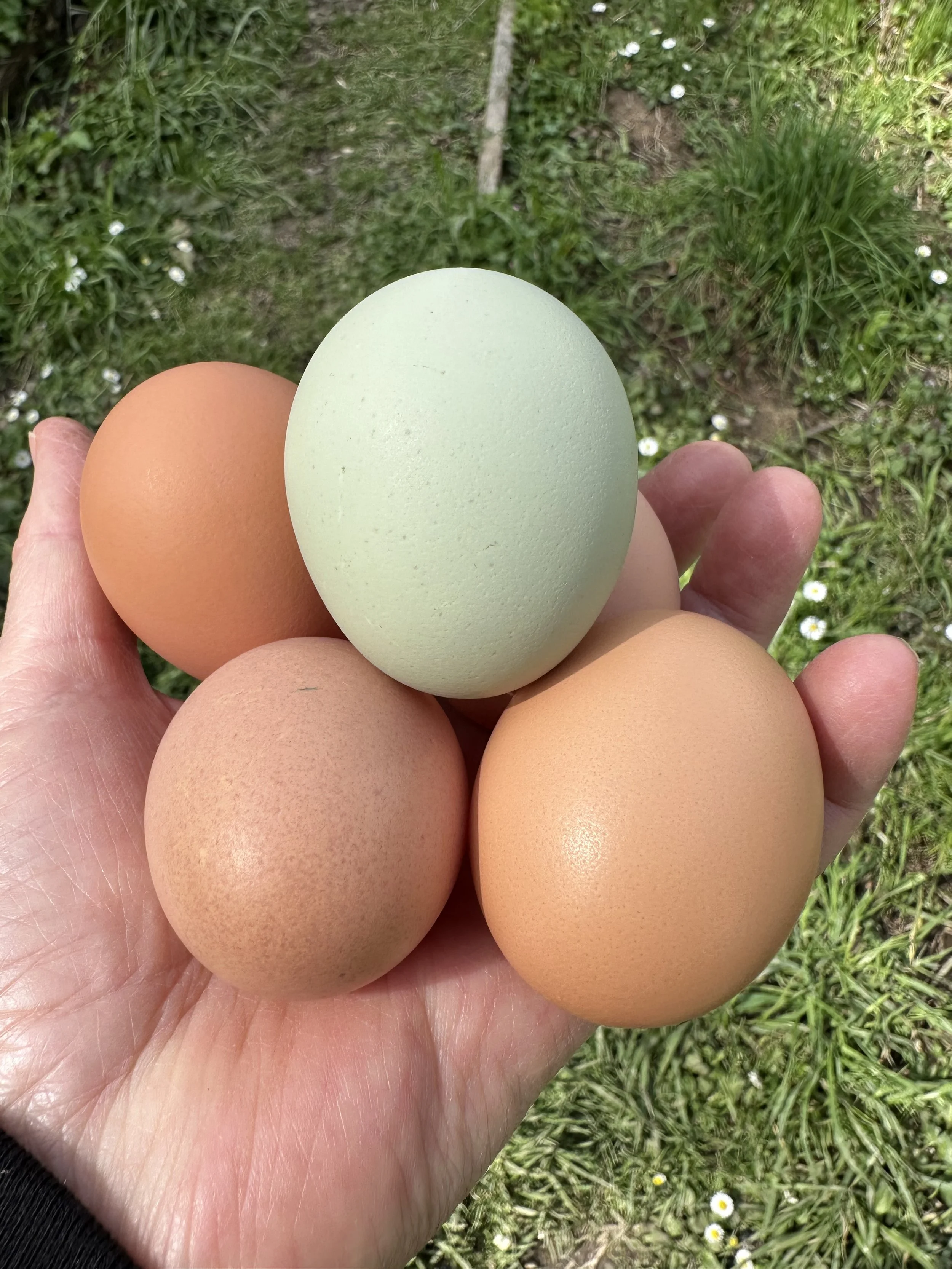 Eggs for June Blog.jpg