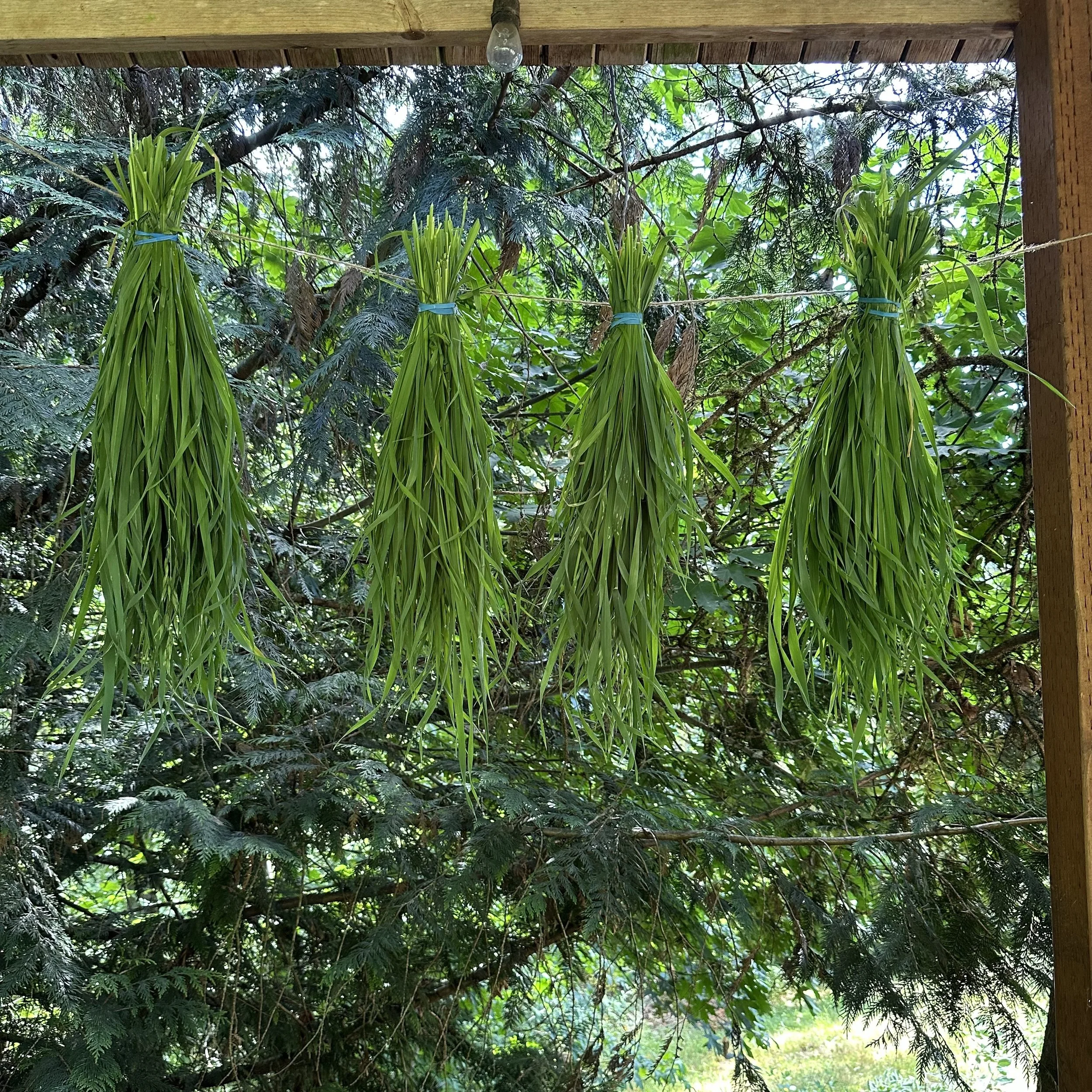 Oats Hanging to Dry.jpg