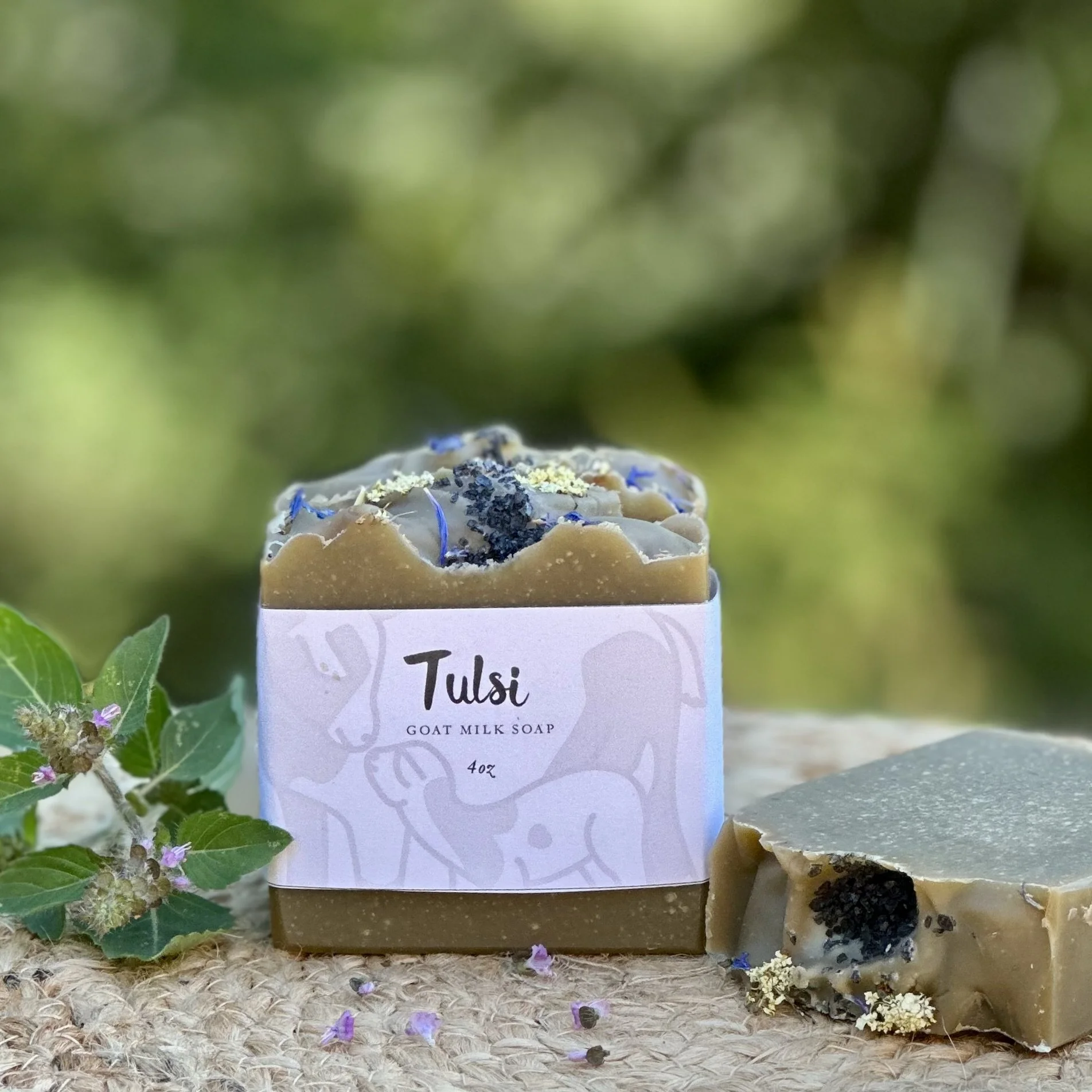 Tulsi.jpg