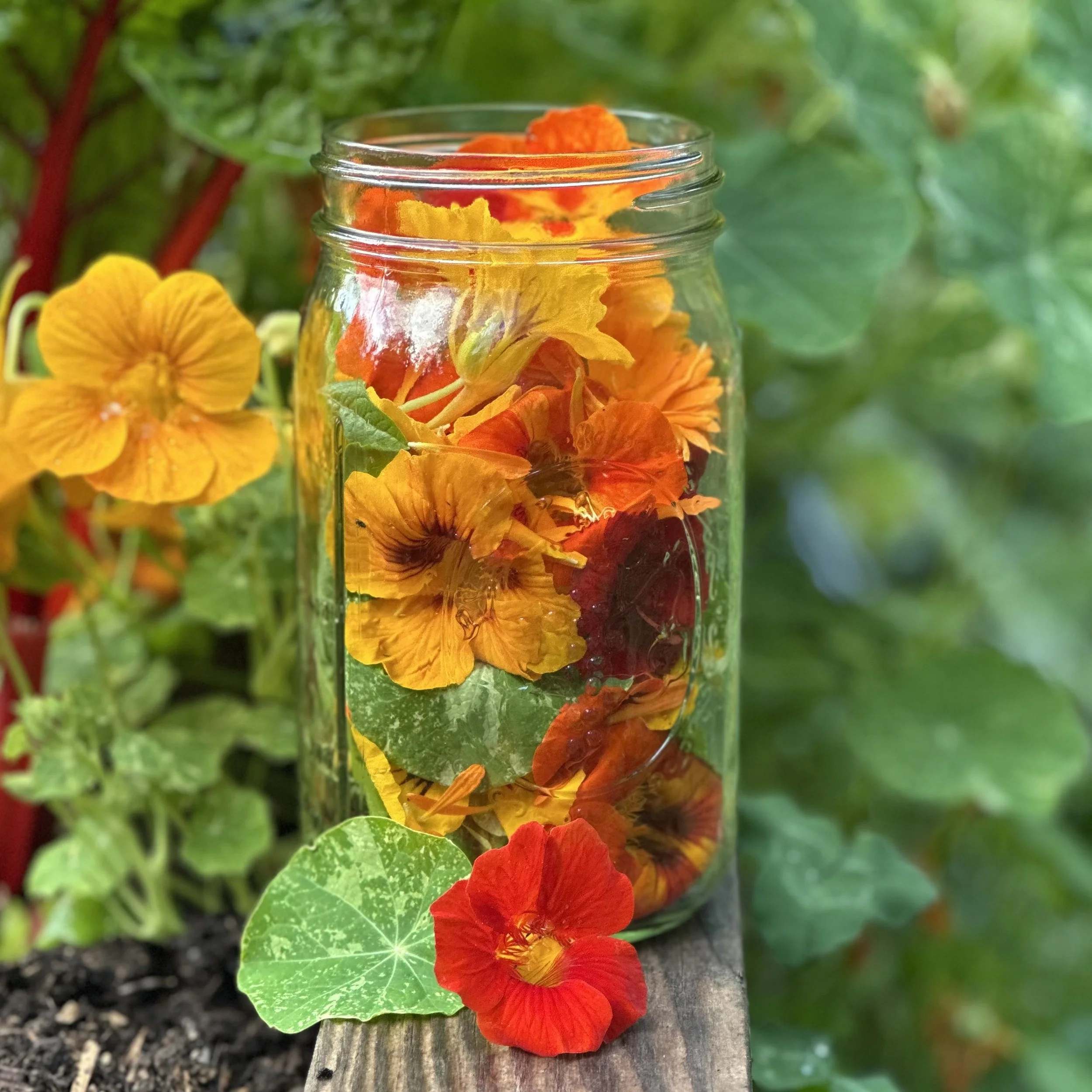 Nasturtium:July Blog.jpg