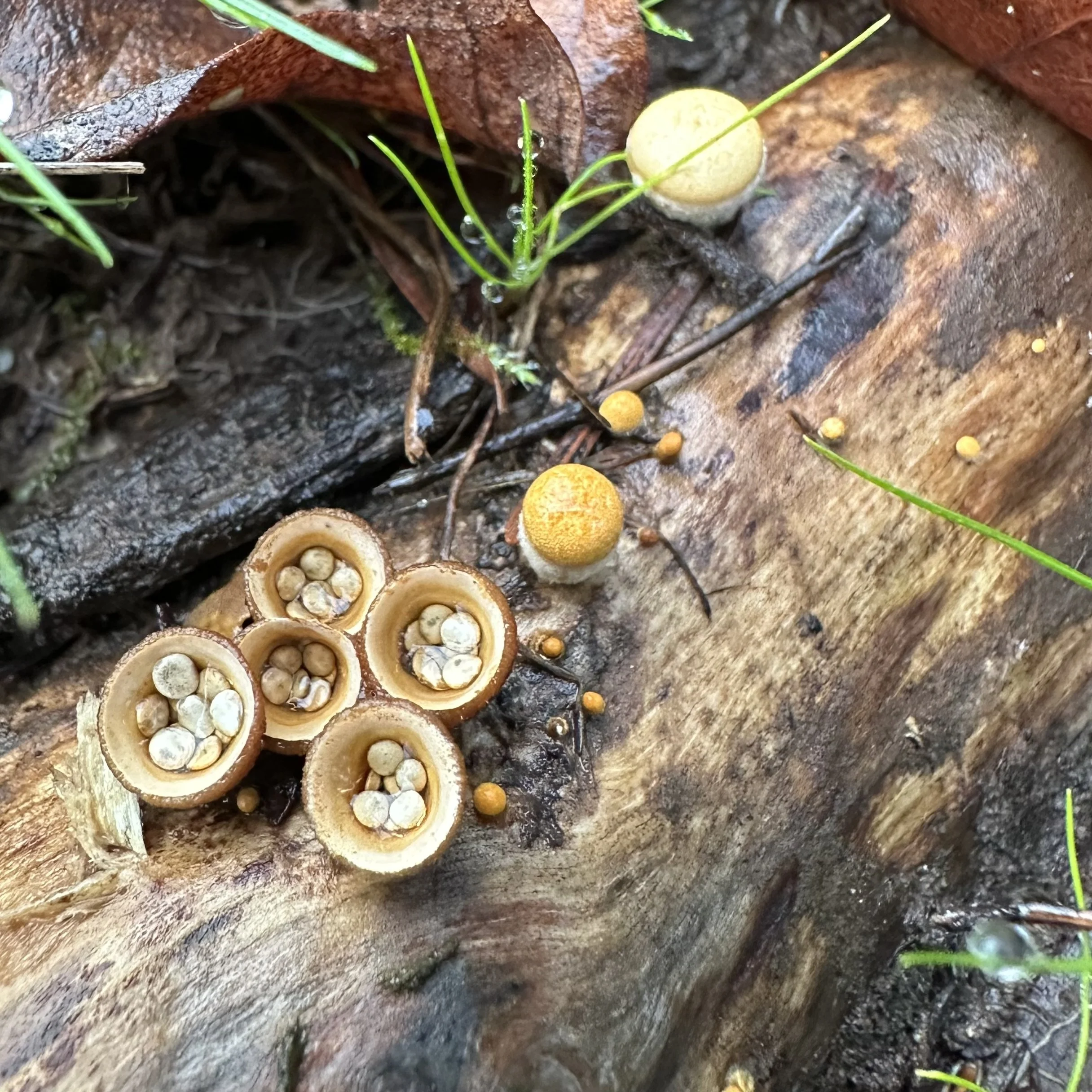 Bird's Nest Fungi.jpg