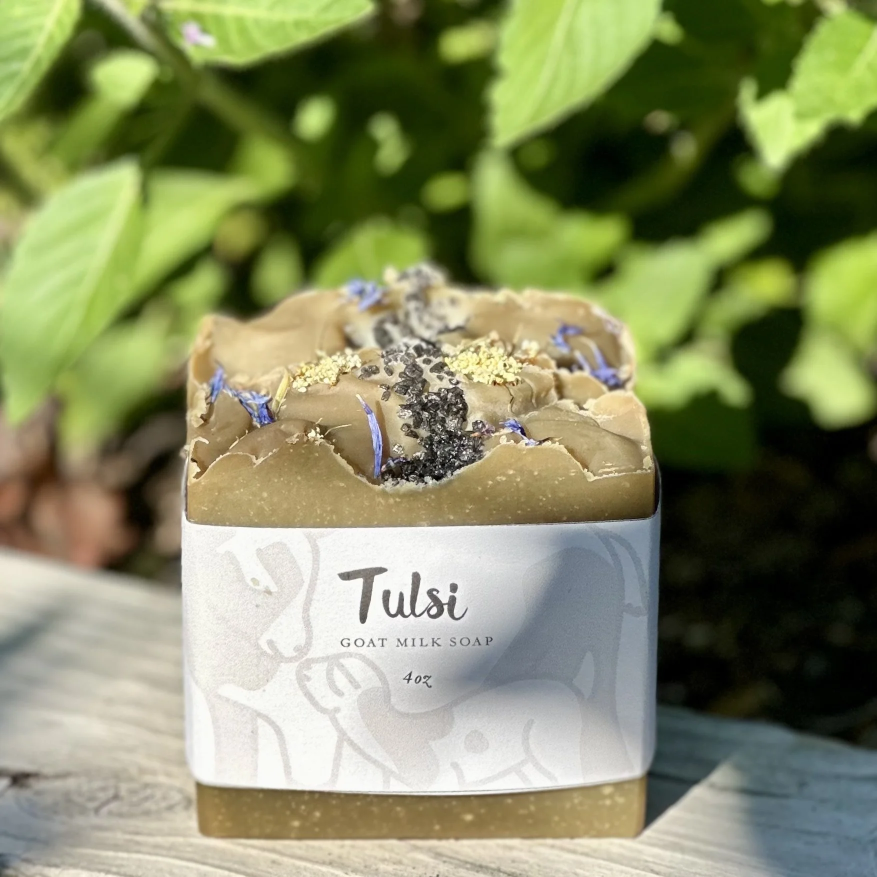 Tulsi in the garden.jpg