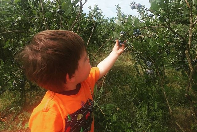 Blueberry picking with Atticus