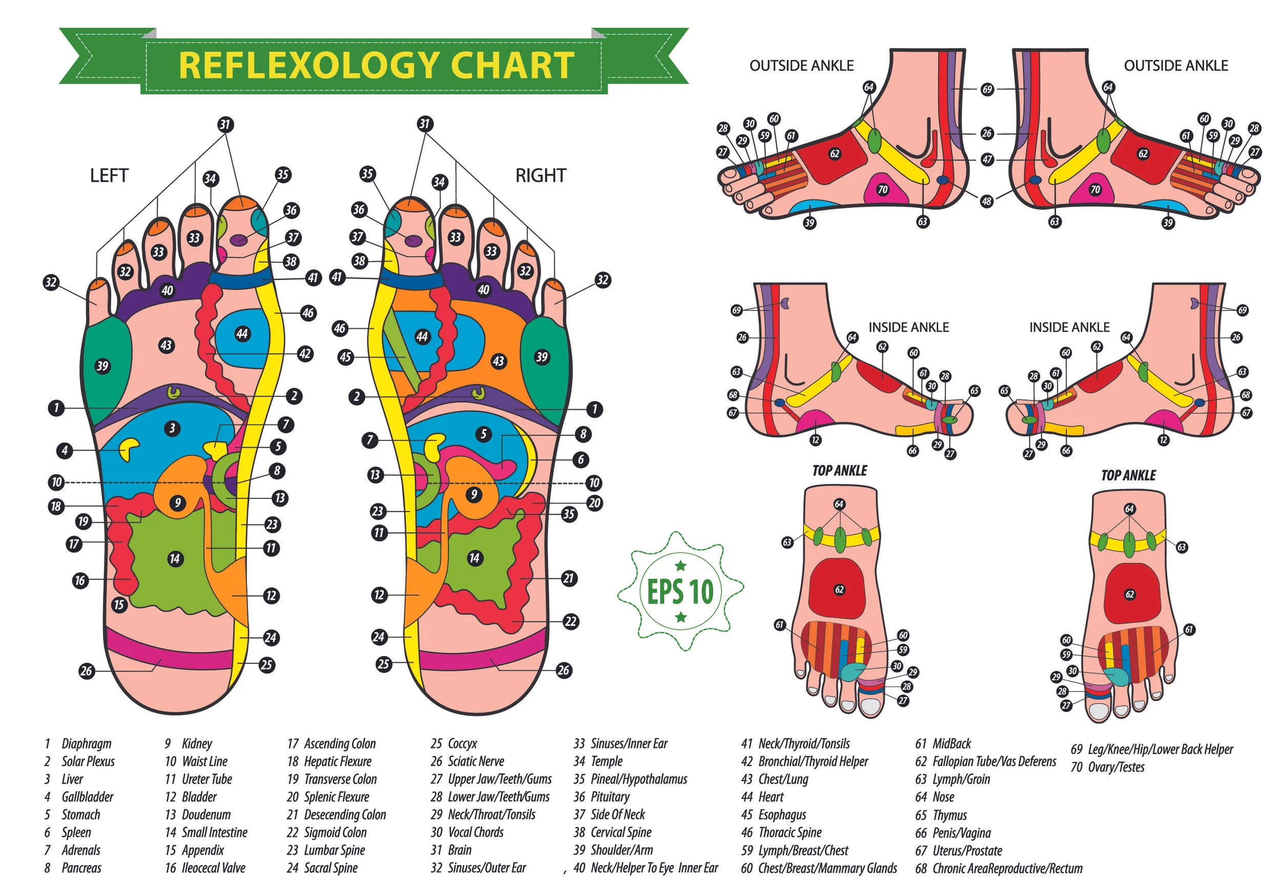 Reflexology chart.jpg