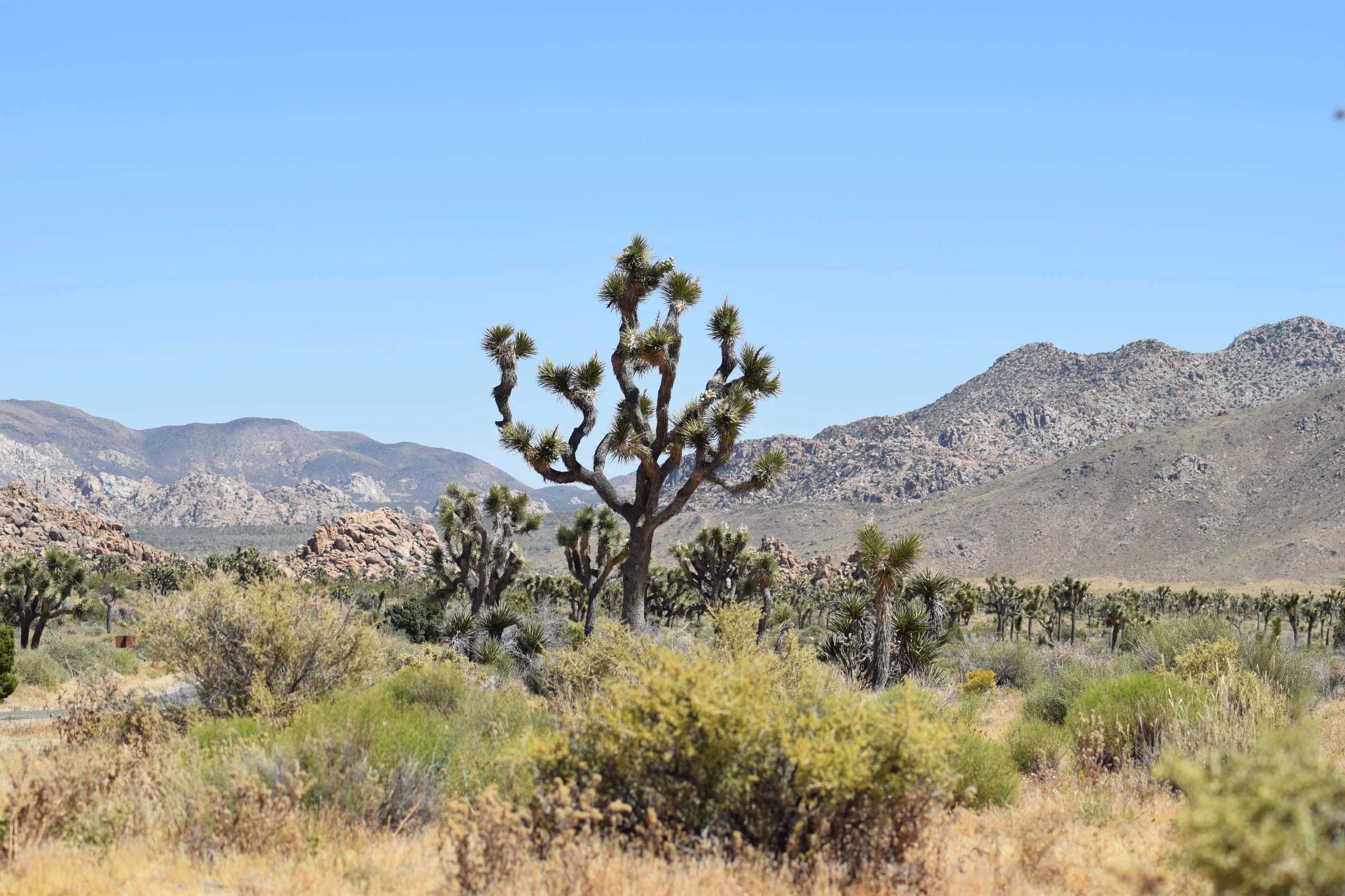 DSC_1479.JPG