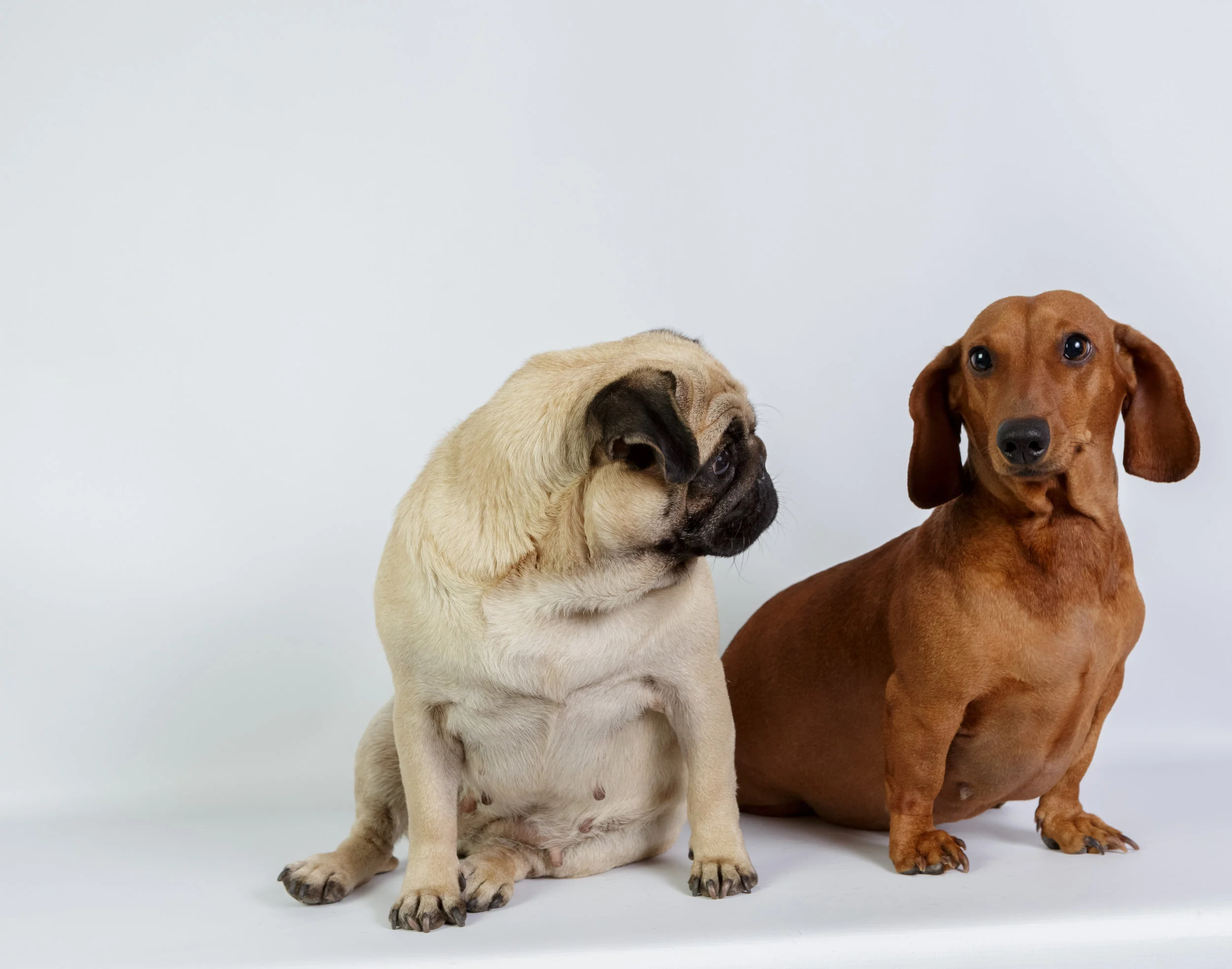 Pug and dachshund-shutterstock_196499117.jpg