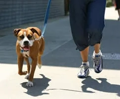 loose-lead-walking-jpg