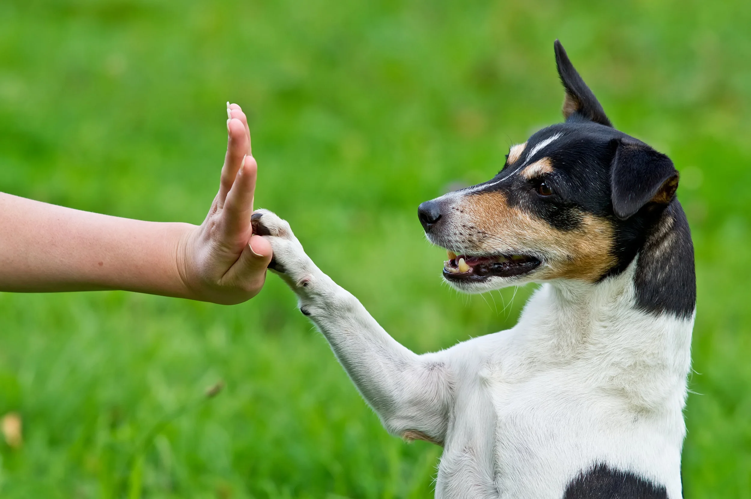 jack-russell-giving-high-five.jpg