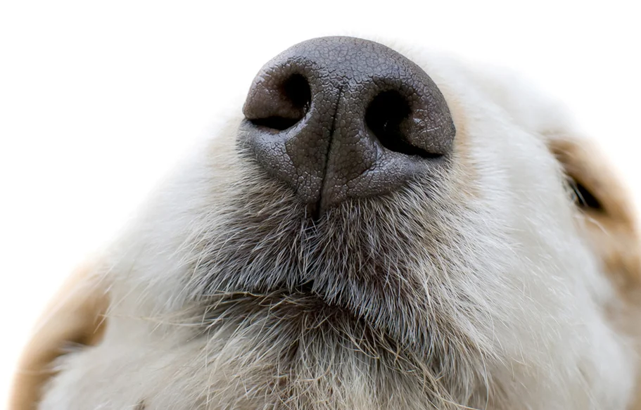 close-up-of-dog-nose.jpg