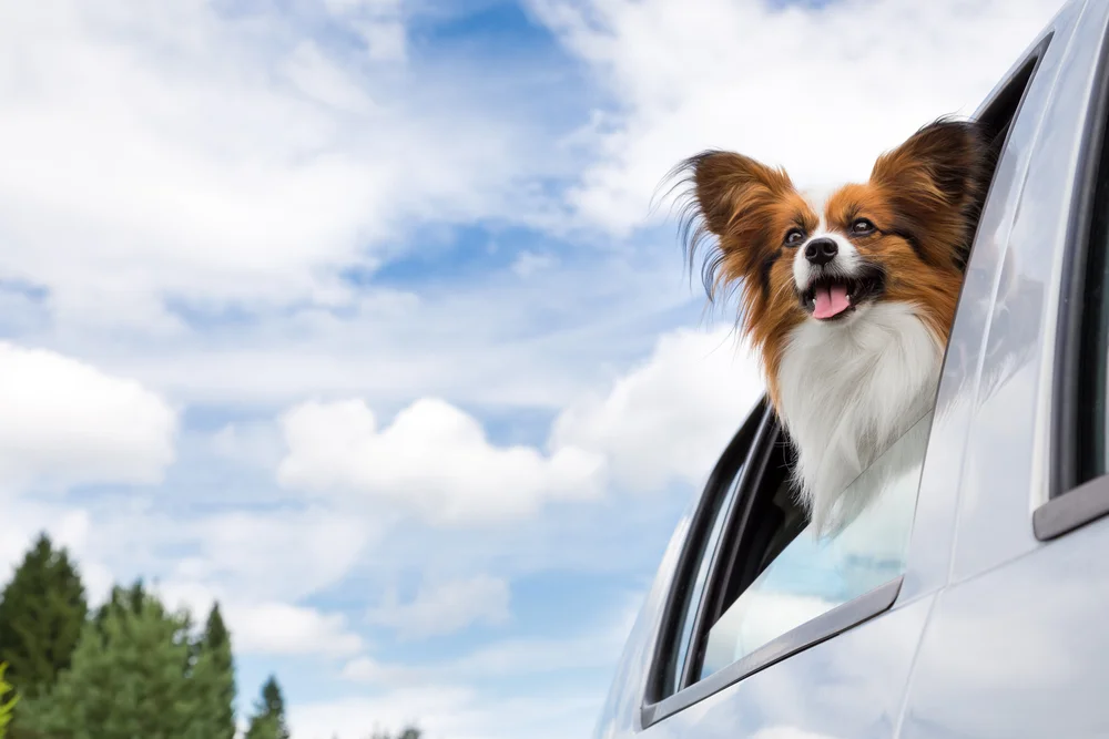 dog-with-head-out-of-car-window.jpg