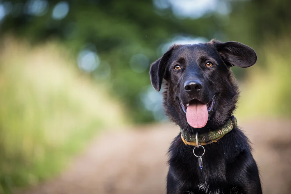 Black-dog-about-us-shutterstock_161545499.jpg