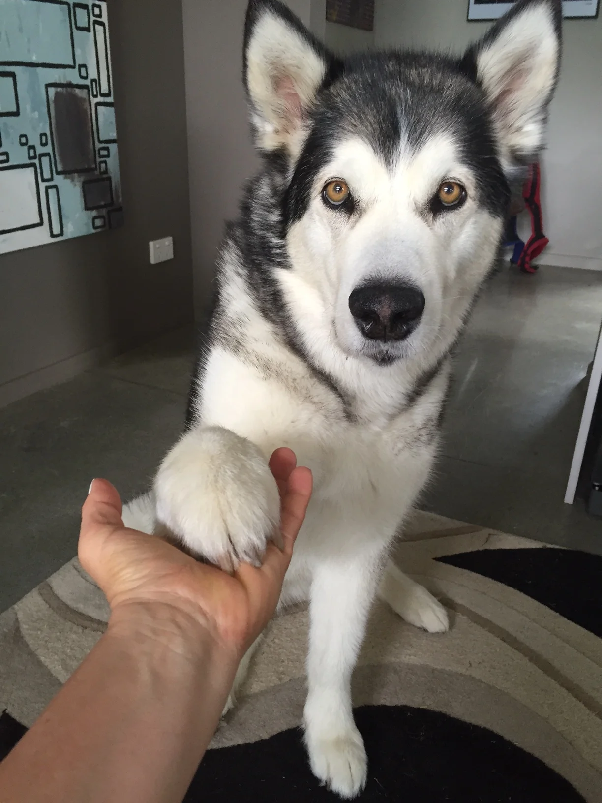 dog-shake-hands.jpg