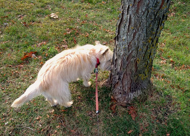 dog-sniffing-tree.jpg