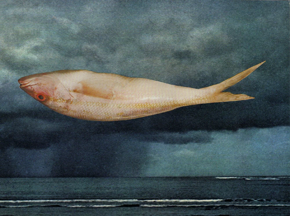 FISH.jpg