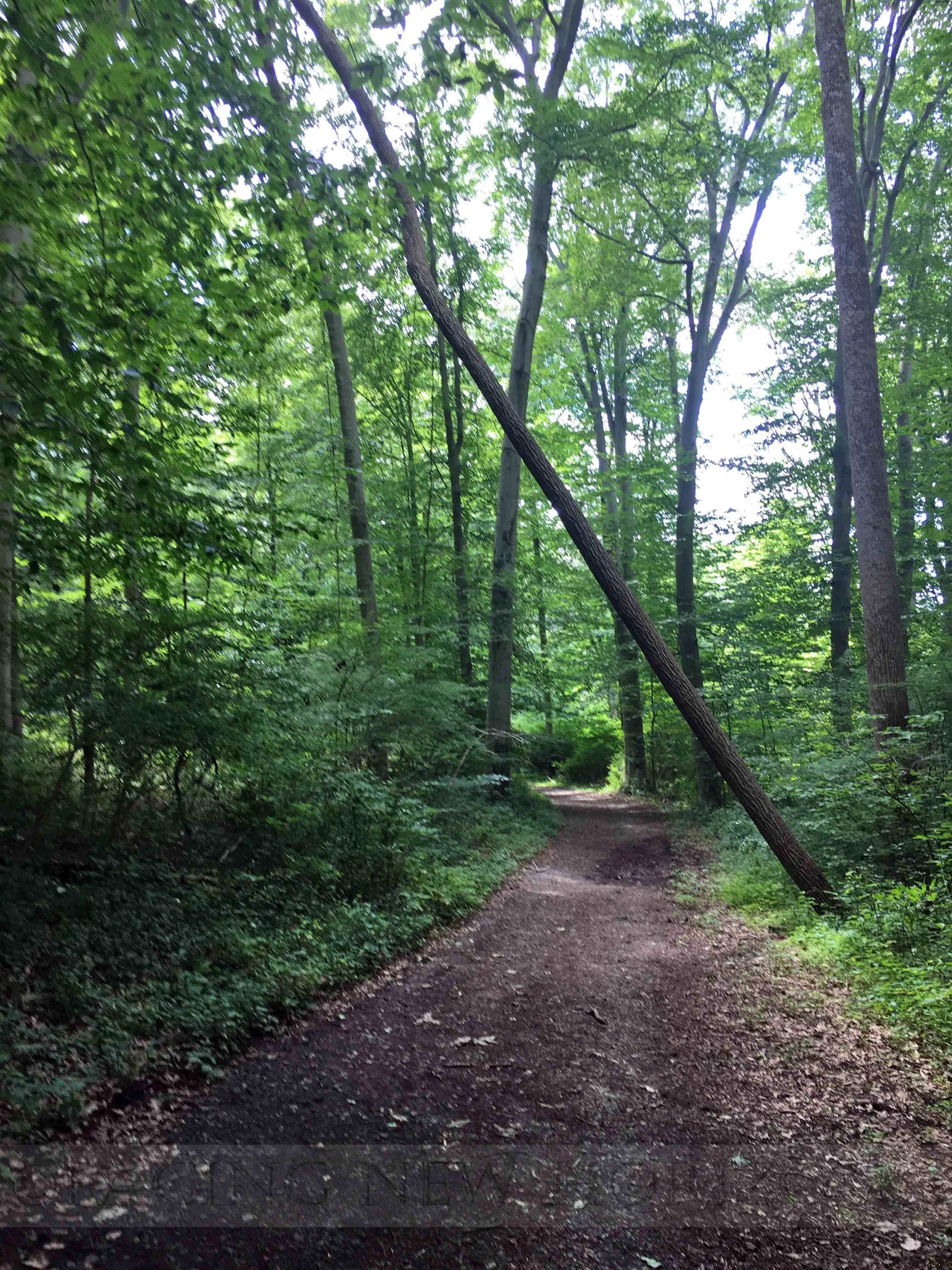 Hiking Through the State Park