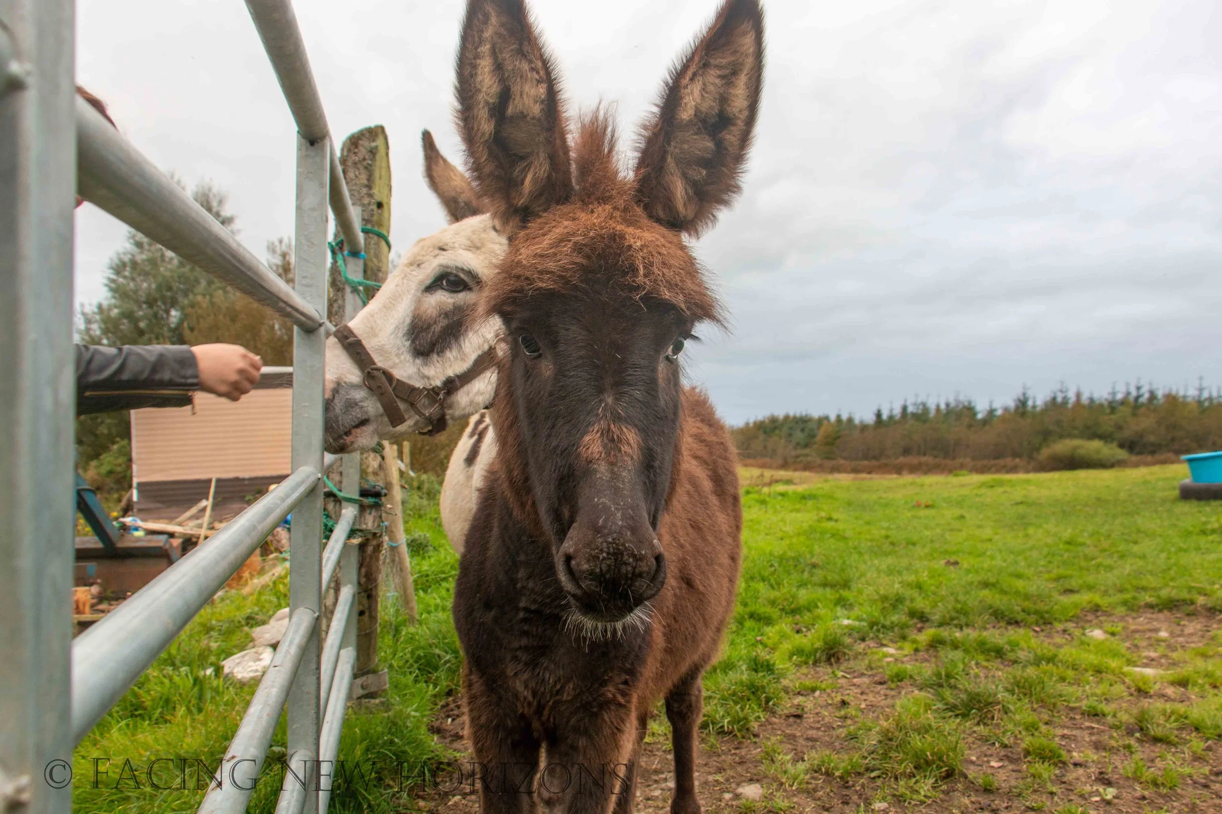 County Clare Farmstay