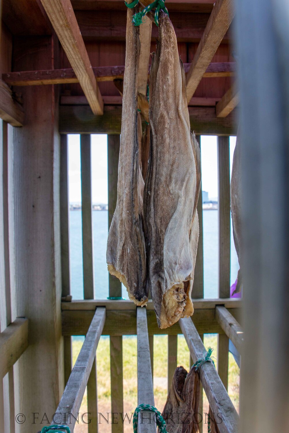  Drying fish the old style on Þúfa 