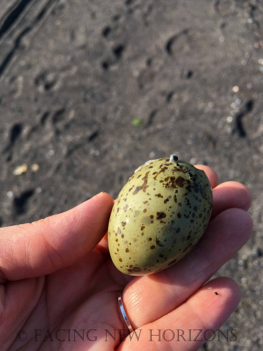  Egg shell, I assume from one of the gulls 
