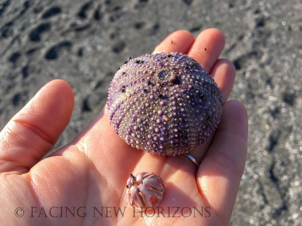  Urchin shell! This guy came home! 