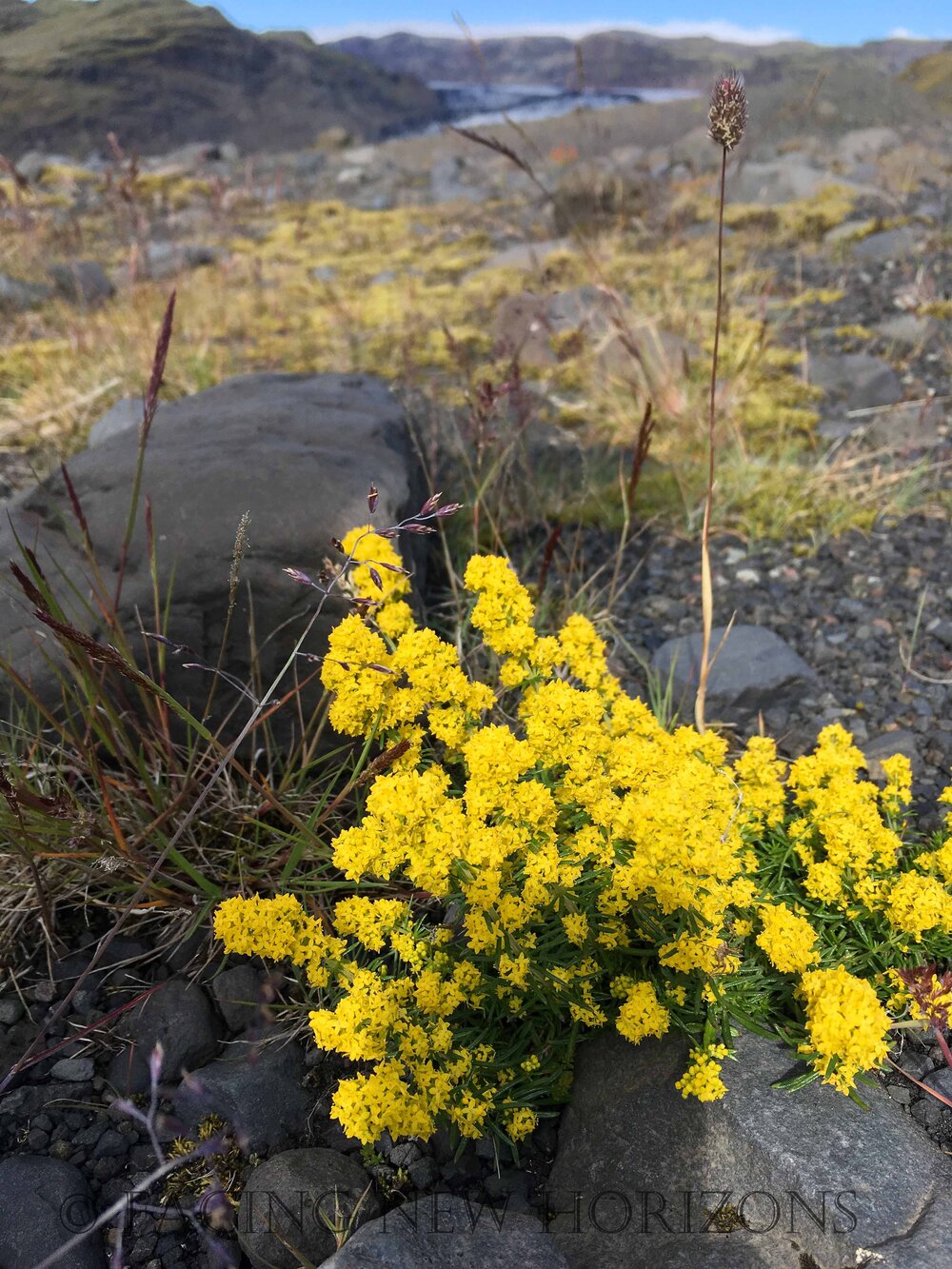  Even in this barren landscape, flashes of color abound 