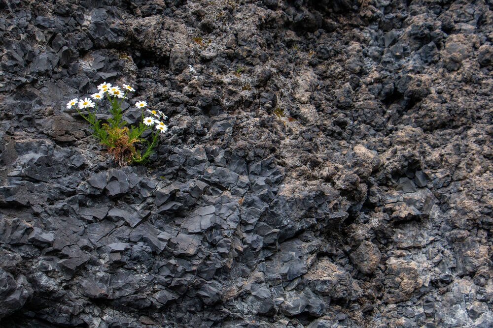  Flowers growing at the most unlikely of spots at Reynisfjara  