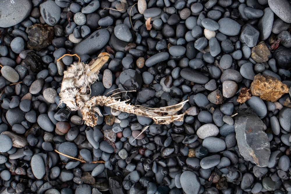  Bones on the beach. Maybe from trolls? 