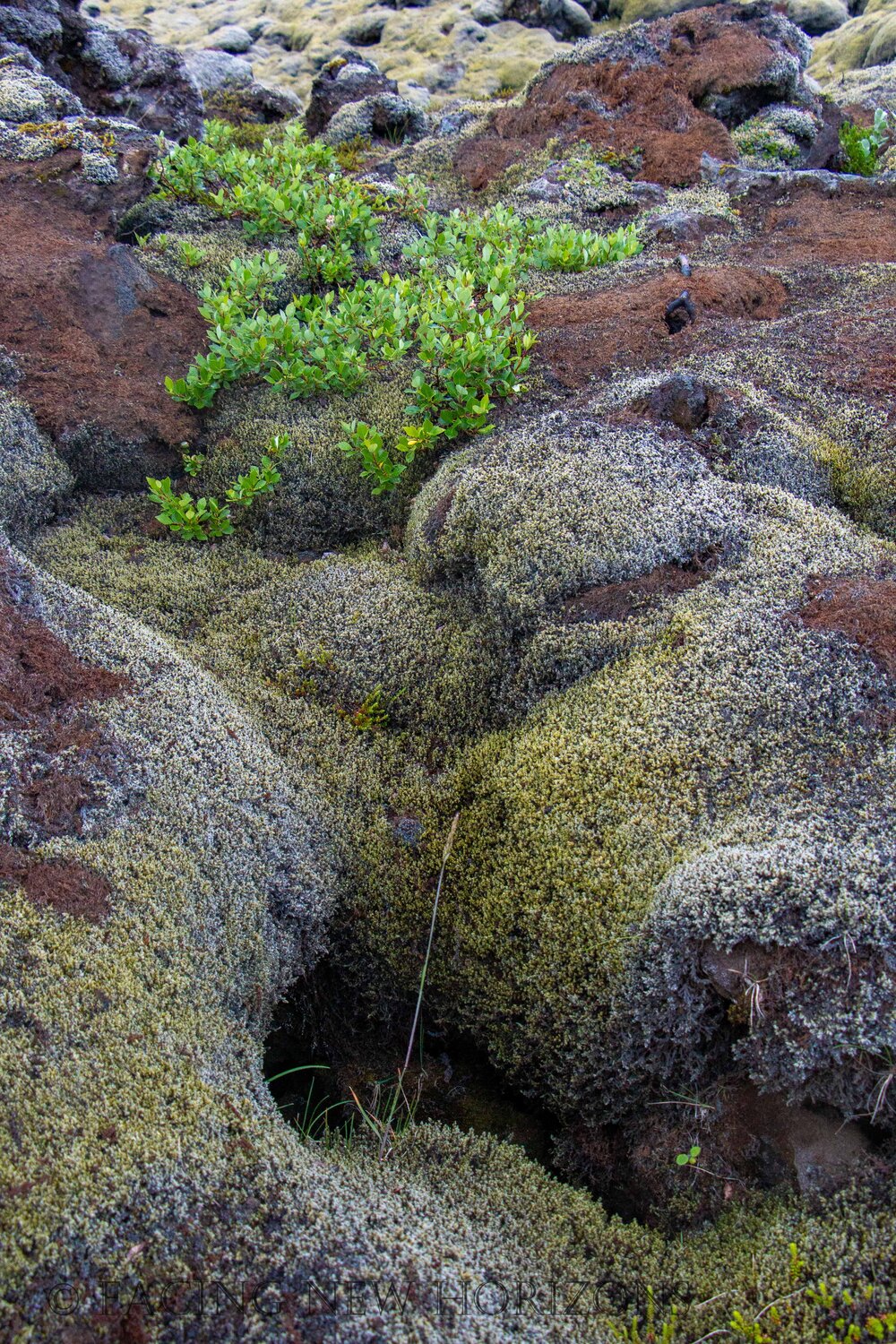  Getting close to the detail of the moss on the lava rocks 