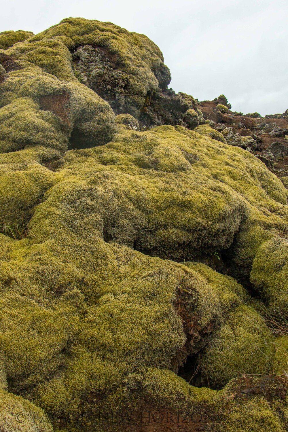  Moss-covered lava rocks 
