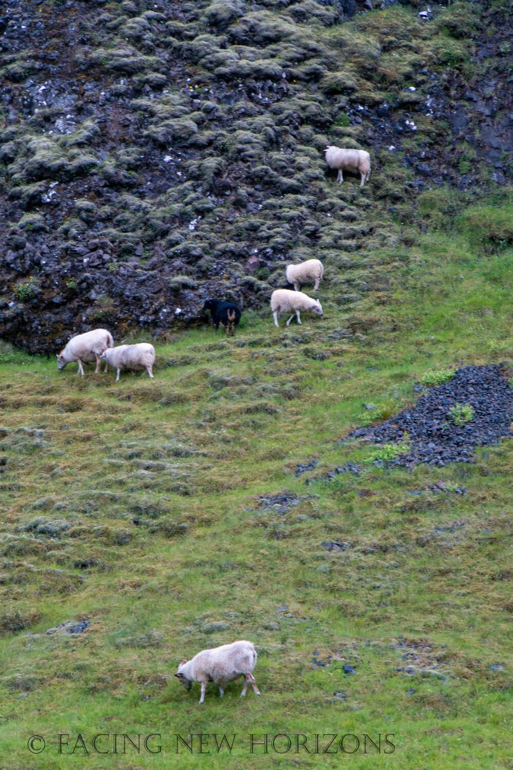  Sheep on the hills near Stjórnarfoss  