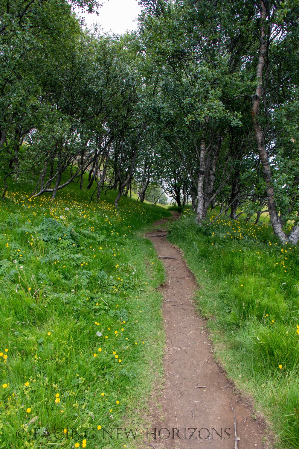  Little trail through the trees. Not the most common sight in Iceland 