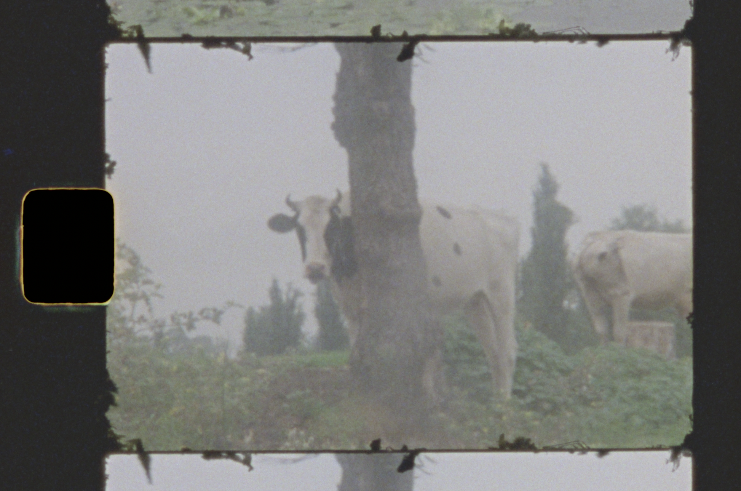 FILM AND VIDEO header.png