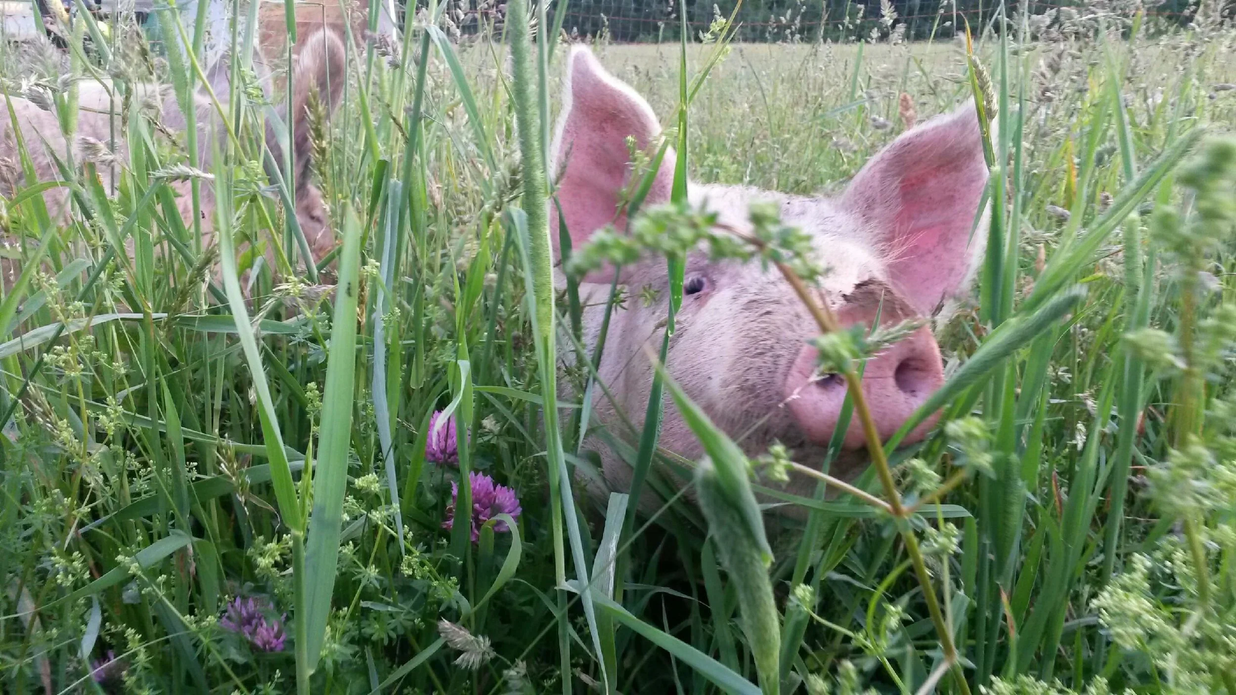 pig in grass.jpg