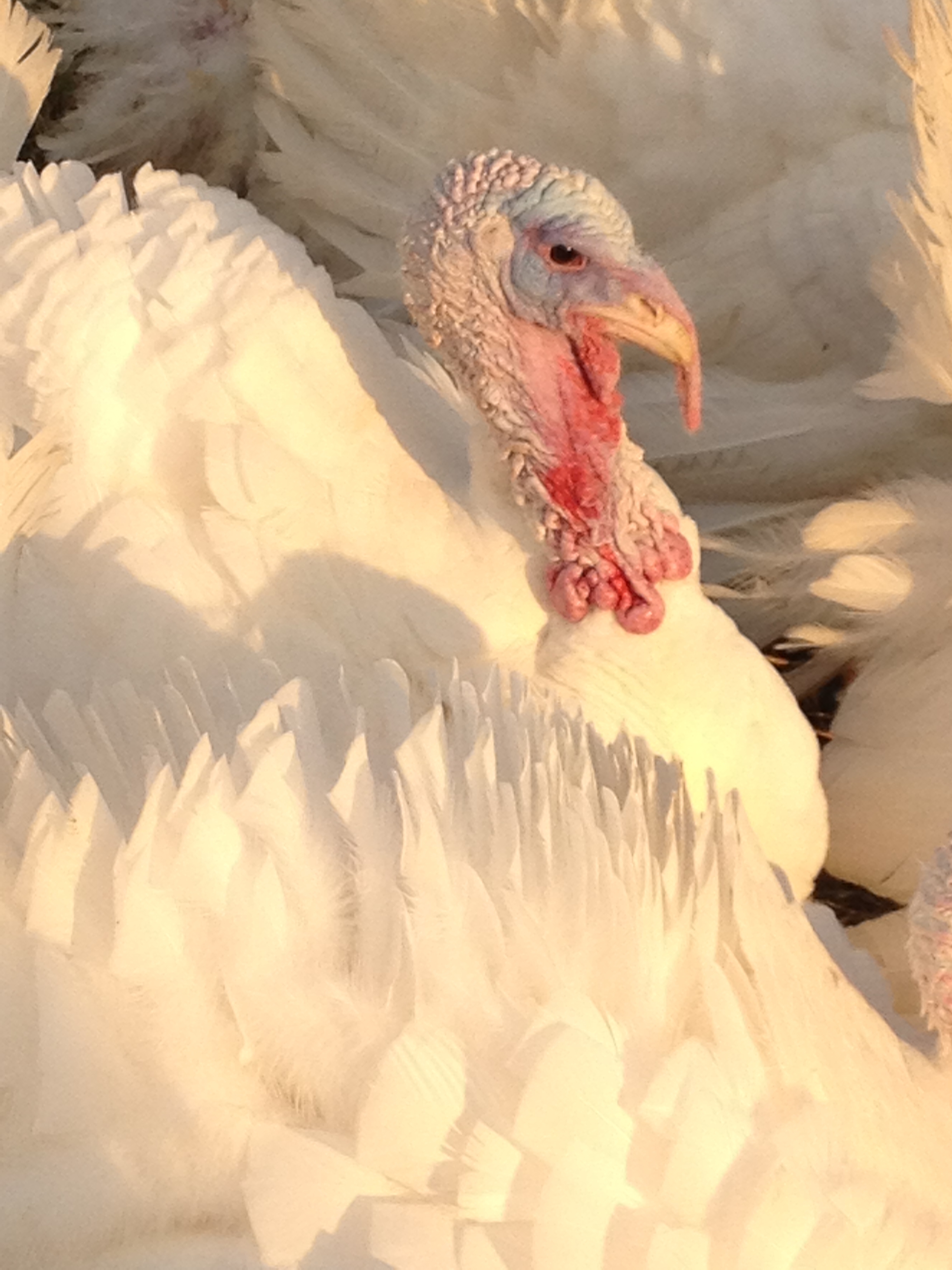 Turkeys 007.jpg